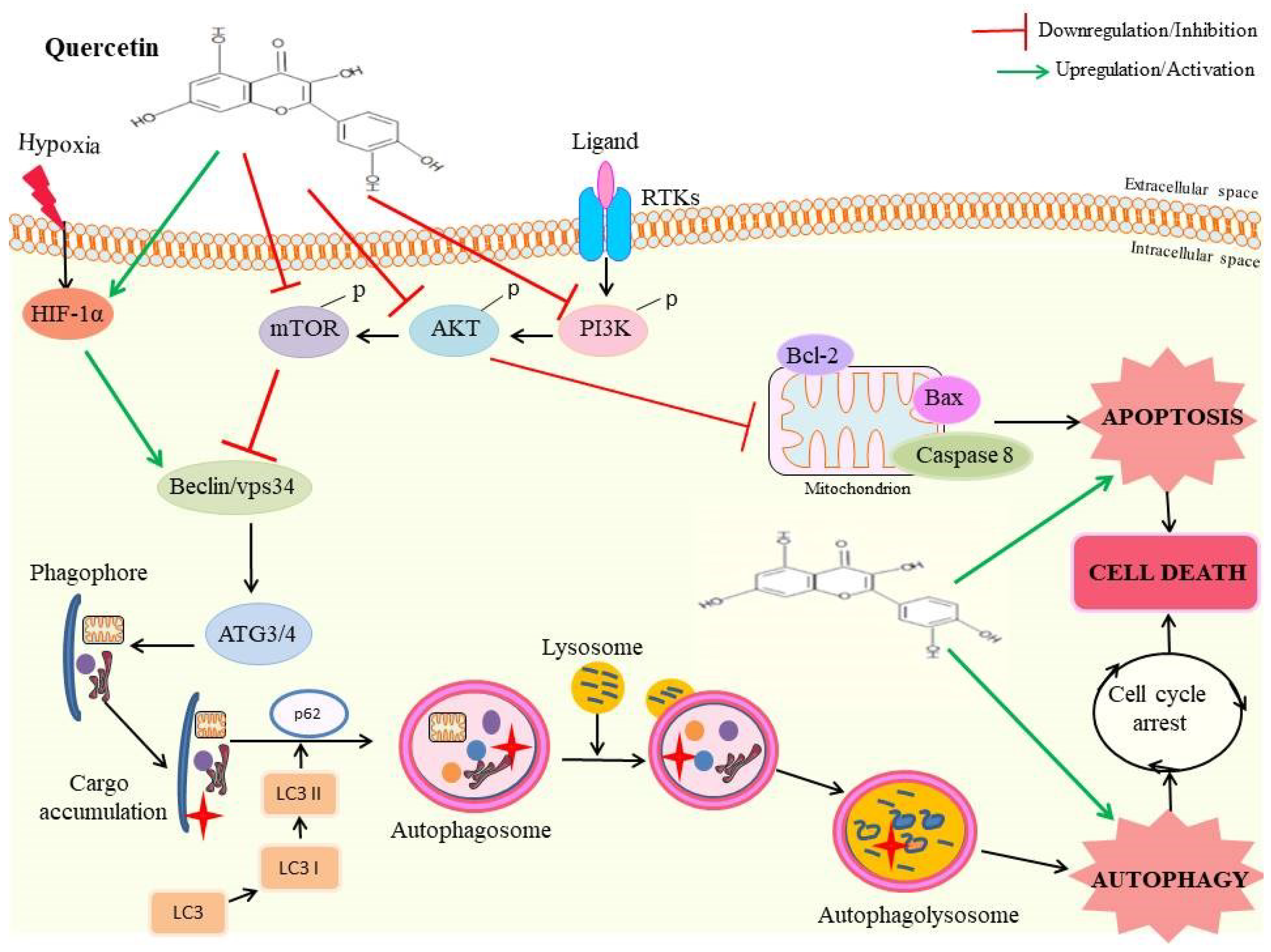 Pharmaceutics 15 00712 g003