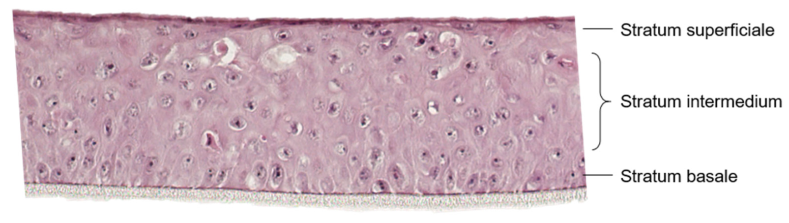 Pharmaceutics 15 00721 g001