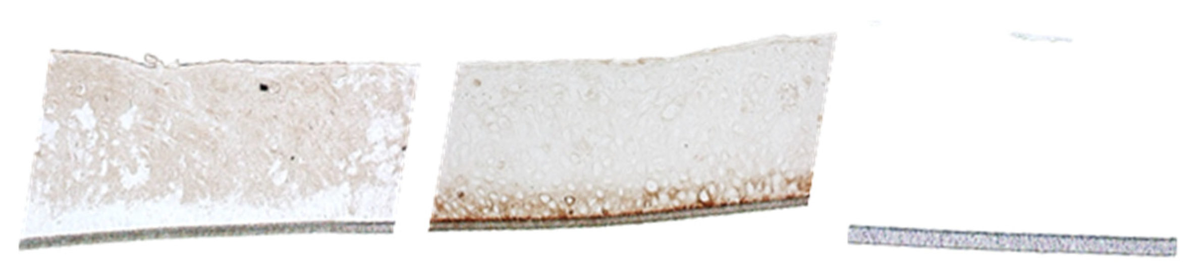 Pharmaceutics 15 00721 g002