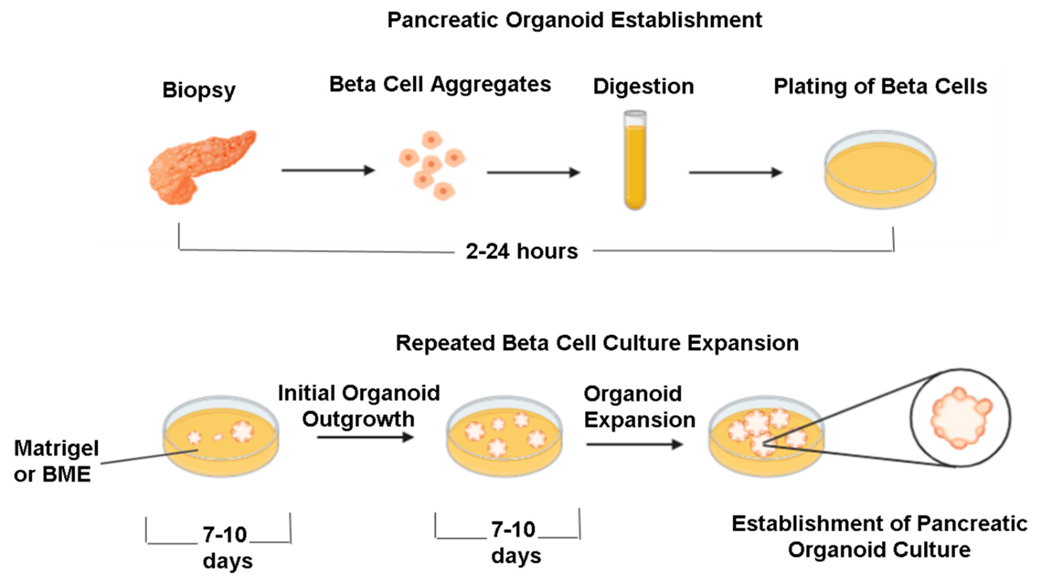 Pharmaceutics 15 00725 g002