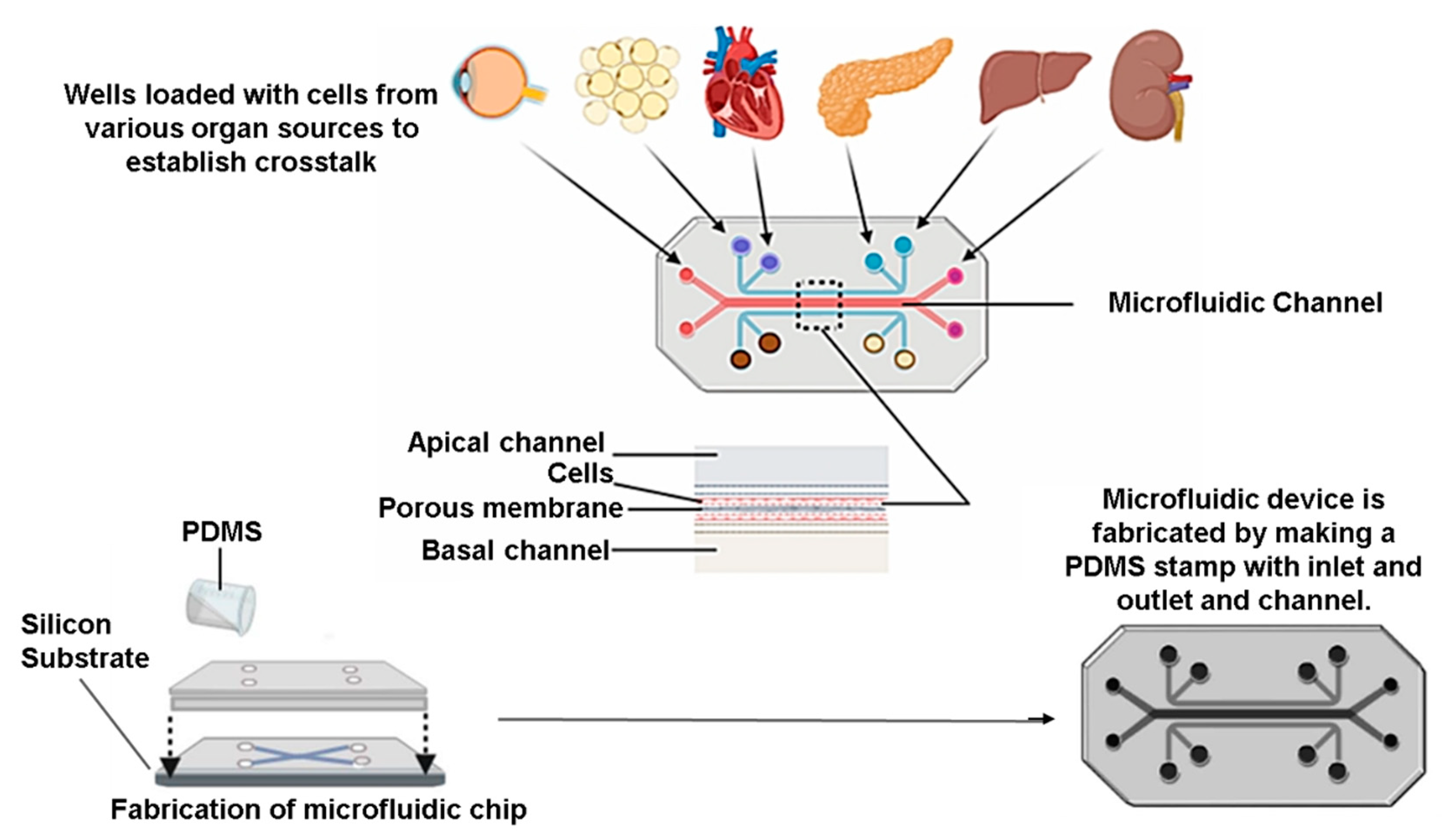 Pharmaceutics 15 00725 g003