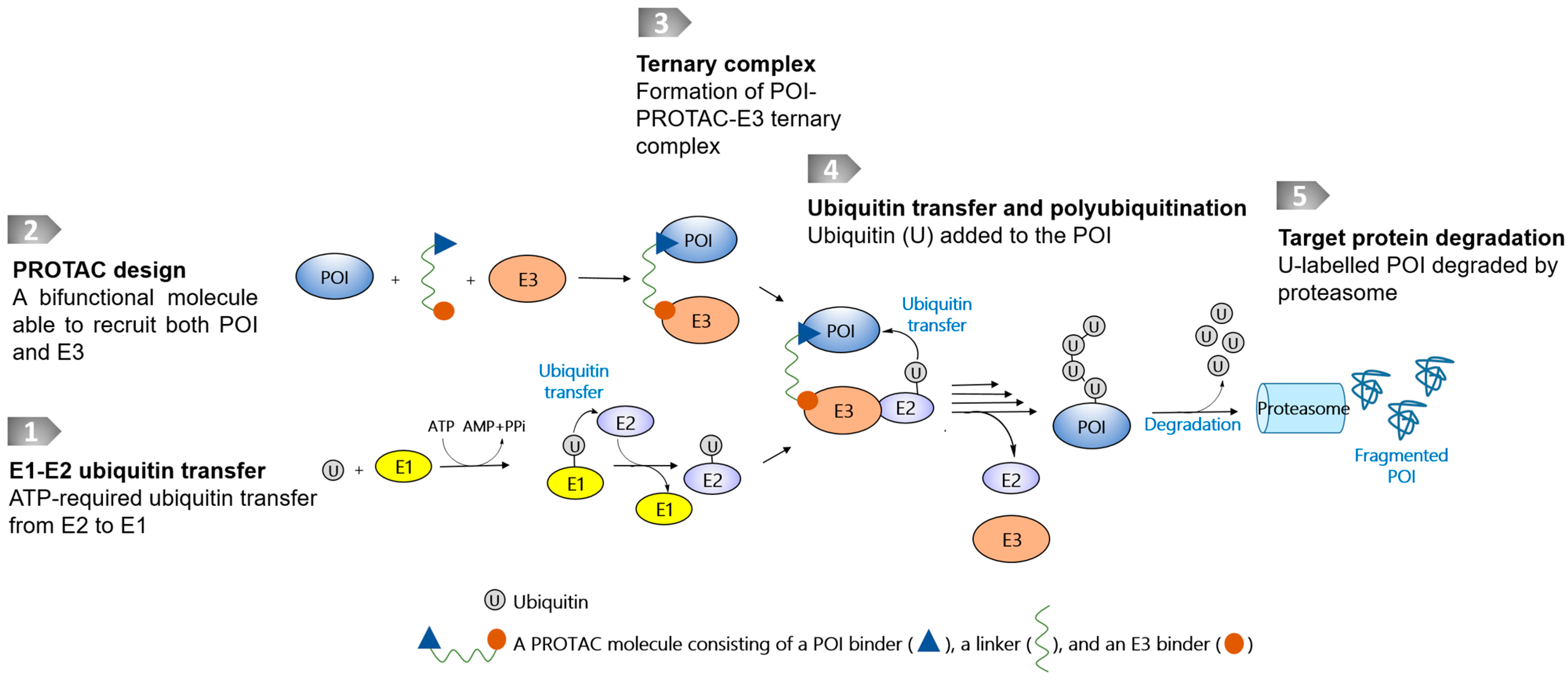 Pharmaceutics 15 00765 g001