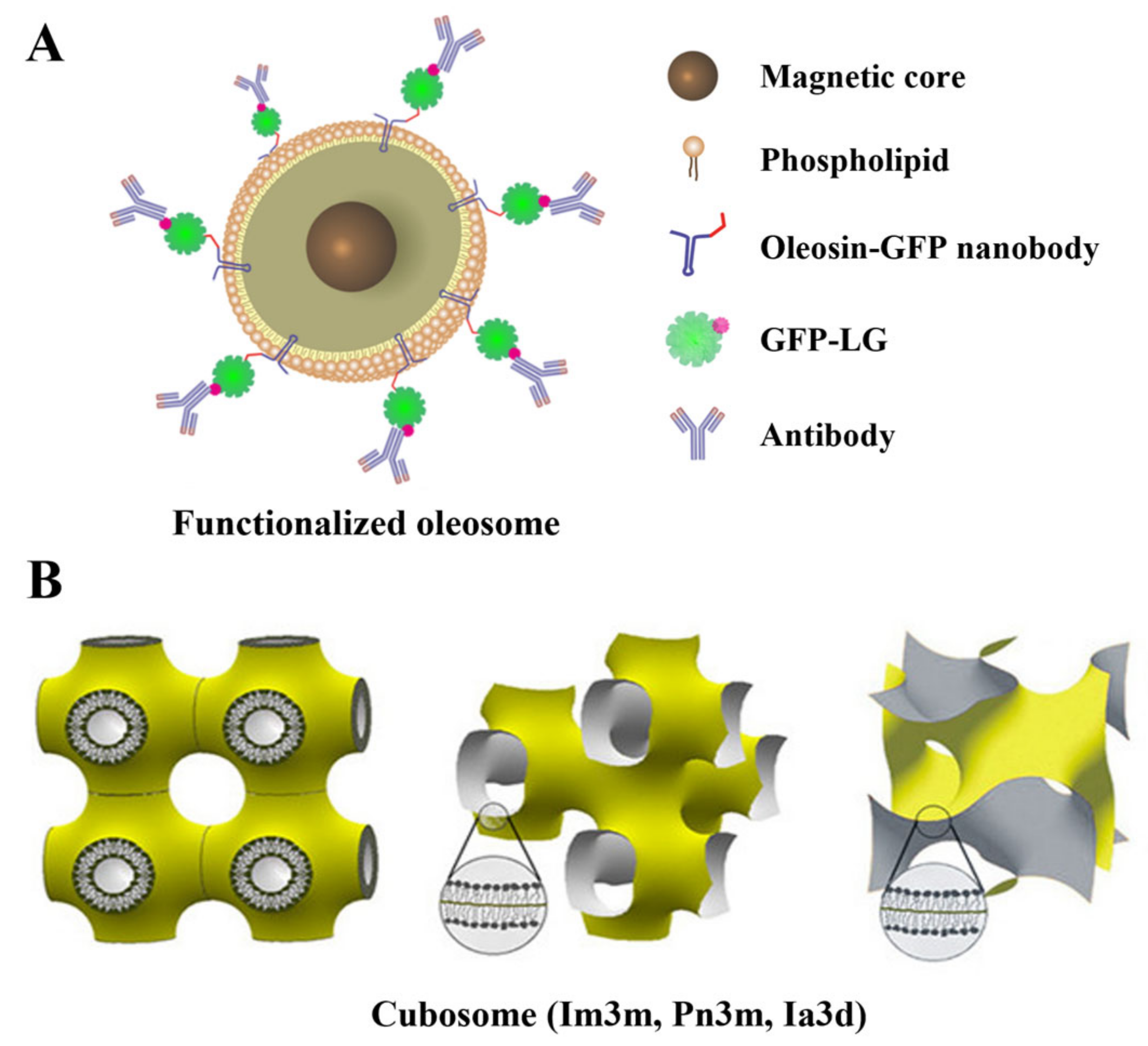 Pharmaceutics 15 00772 g003 Pharmaceutics 15 00772 g003
