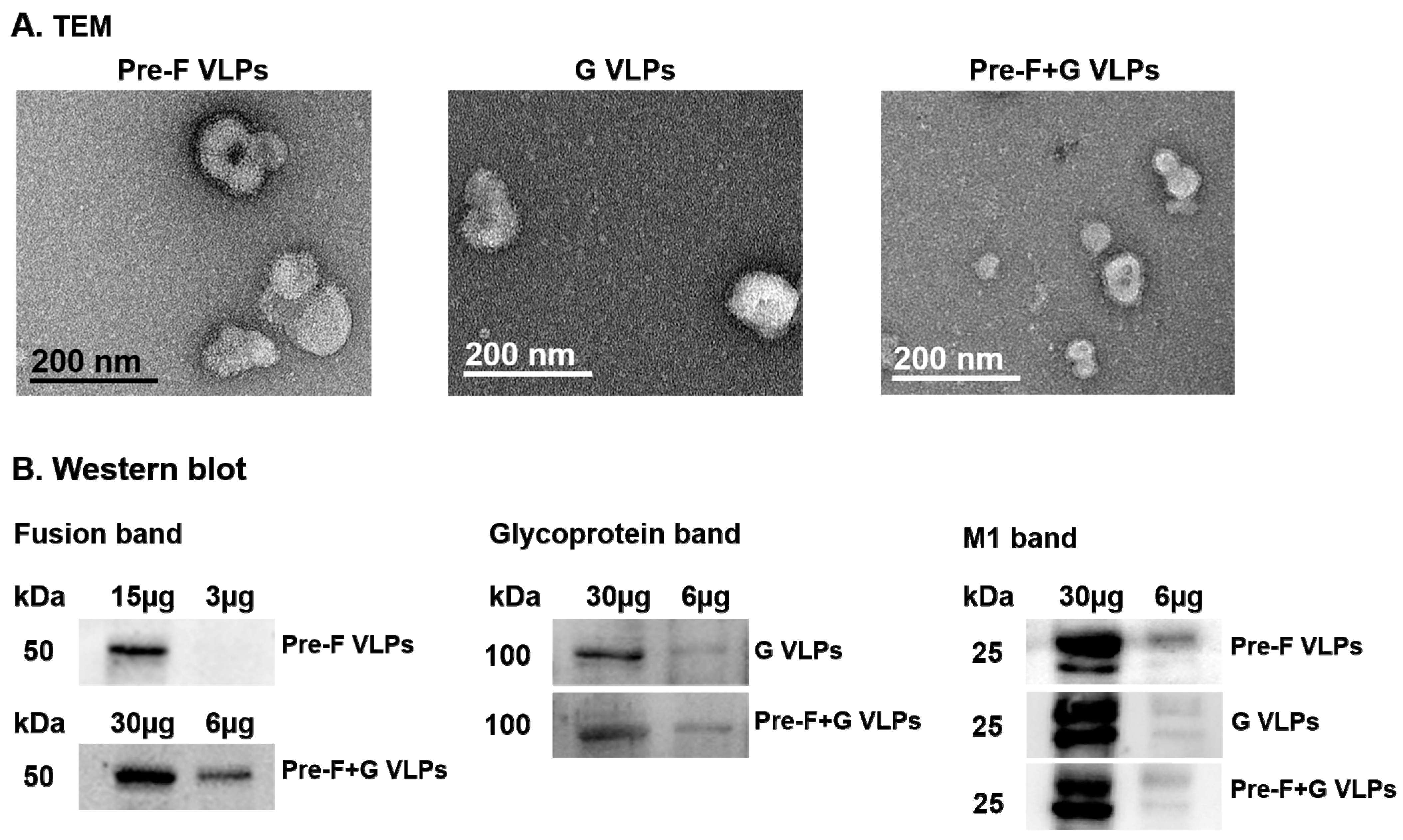Pharmaceutics 15 00782 g001 Pharmaceutics 15 00782 g001
