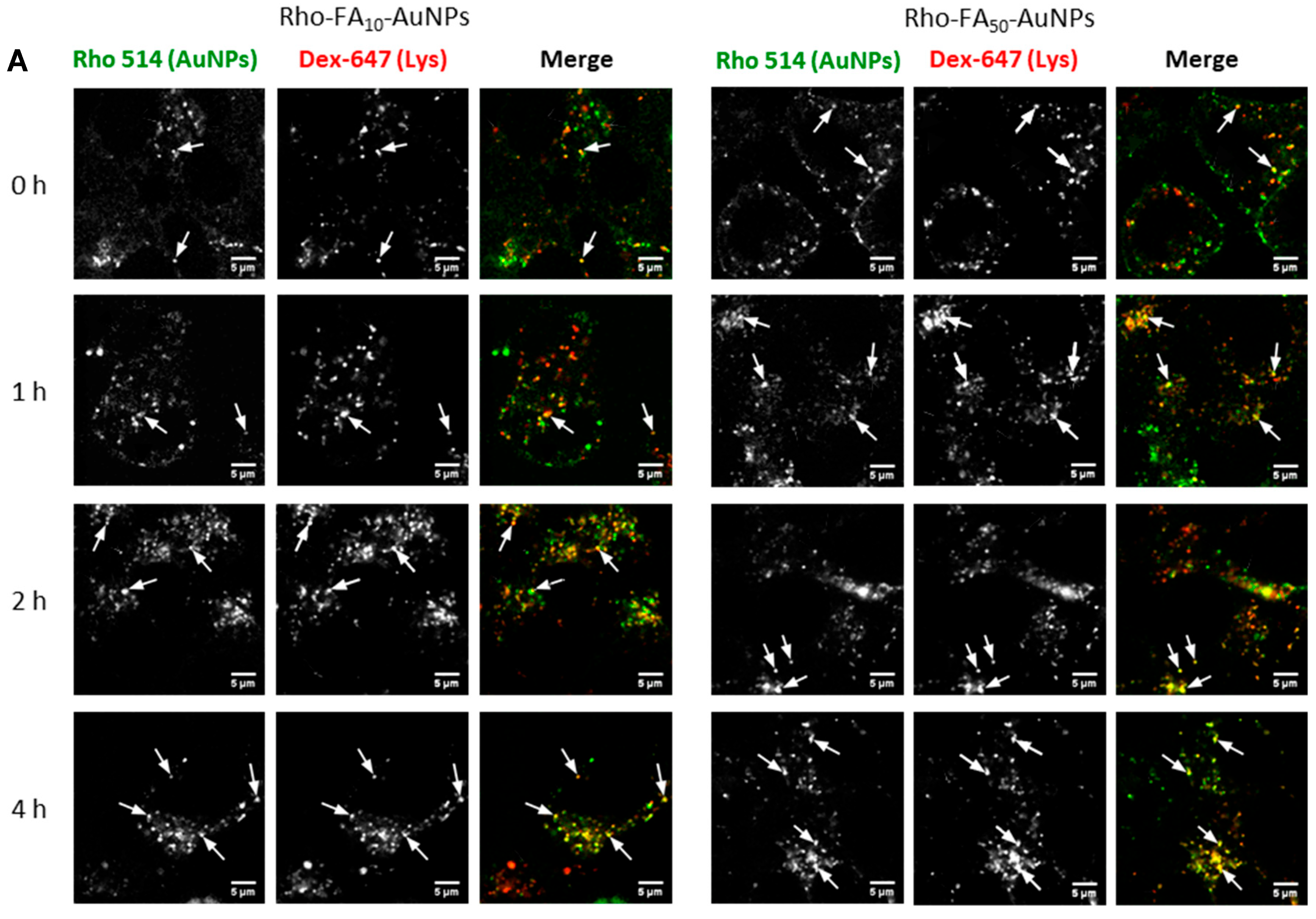 Pharmaceutics 15 00864 g005a