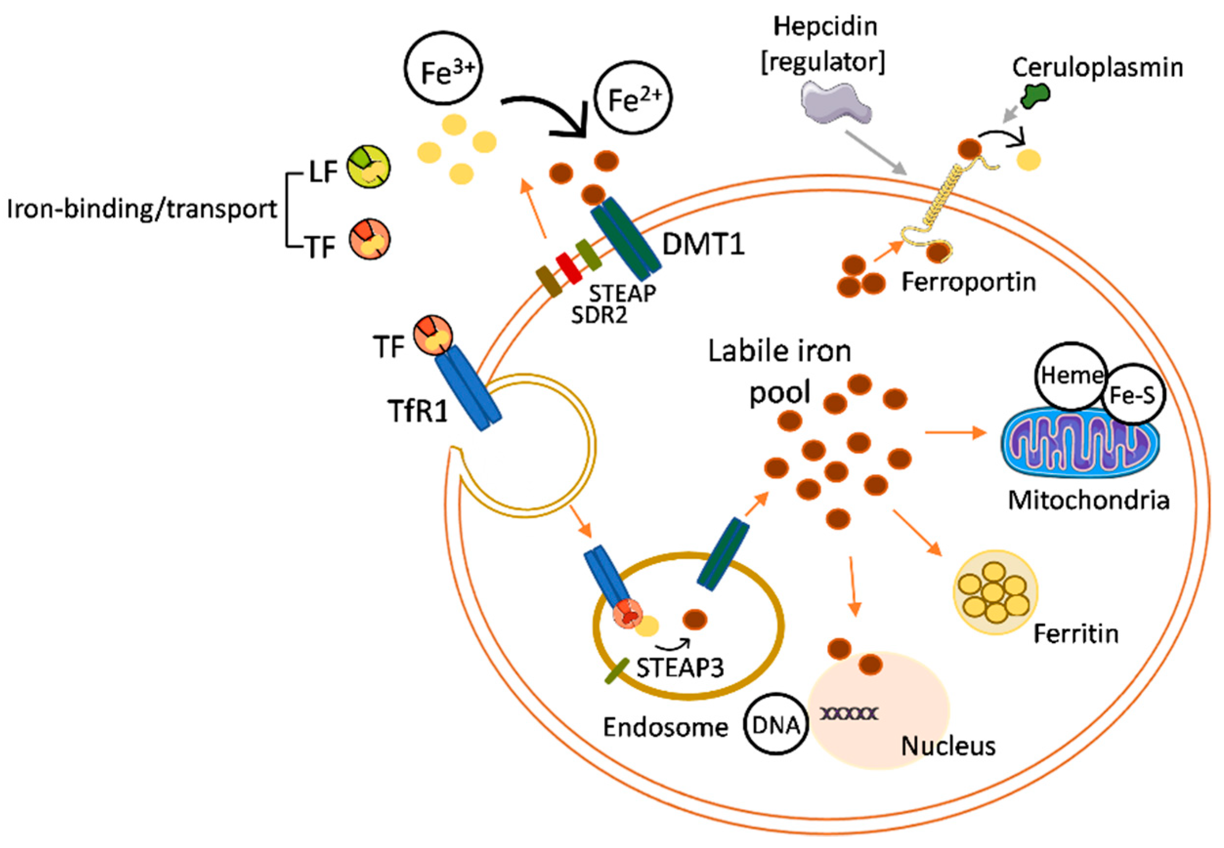 Pharmaceutics 15 00865 g002 Pharmaceutics 15 00865 g002