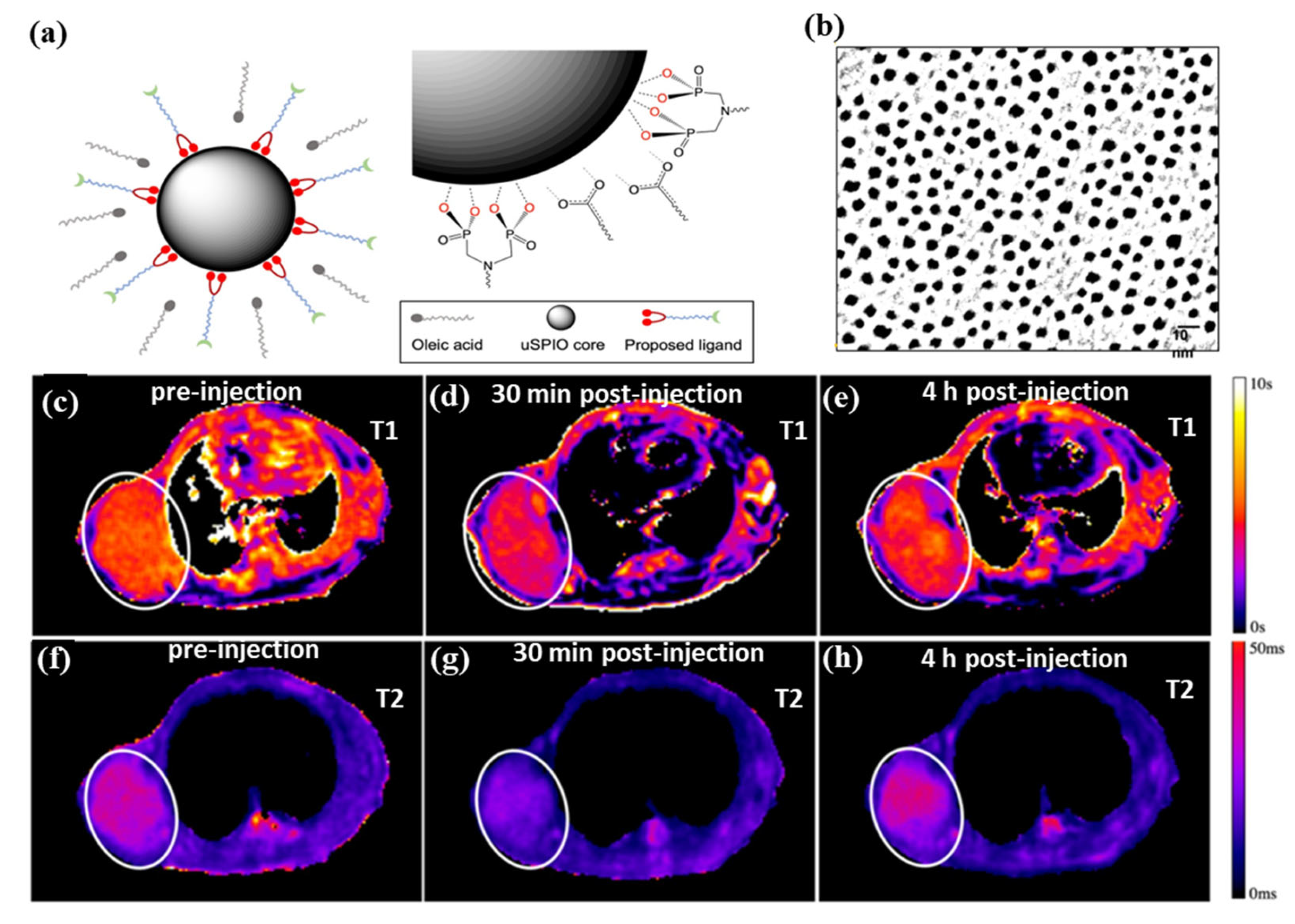 Pharmaceutics 15 00868 g004