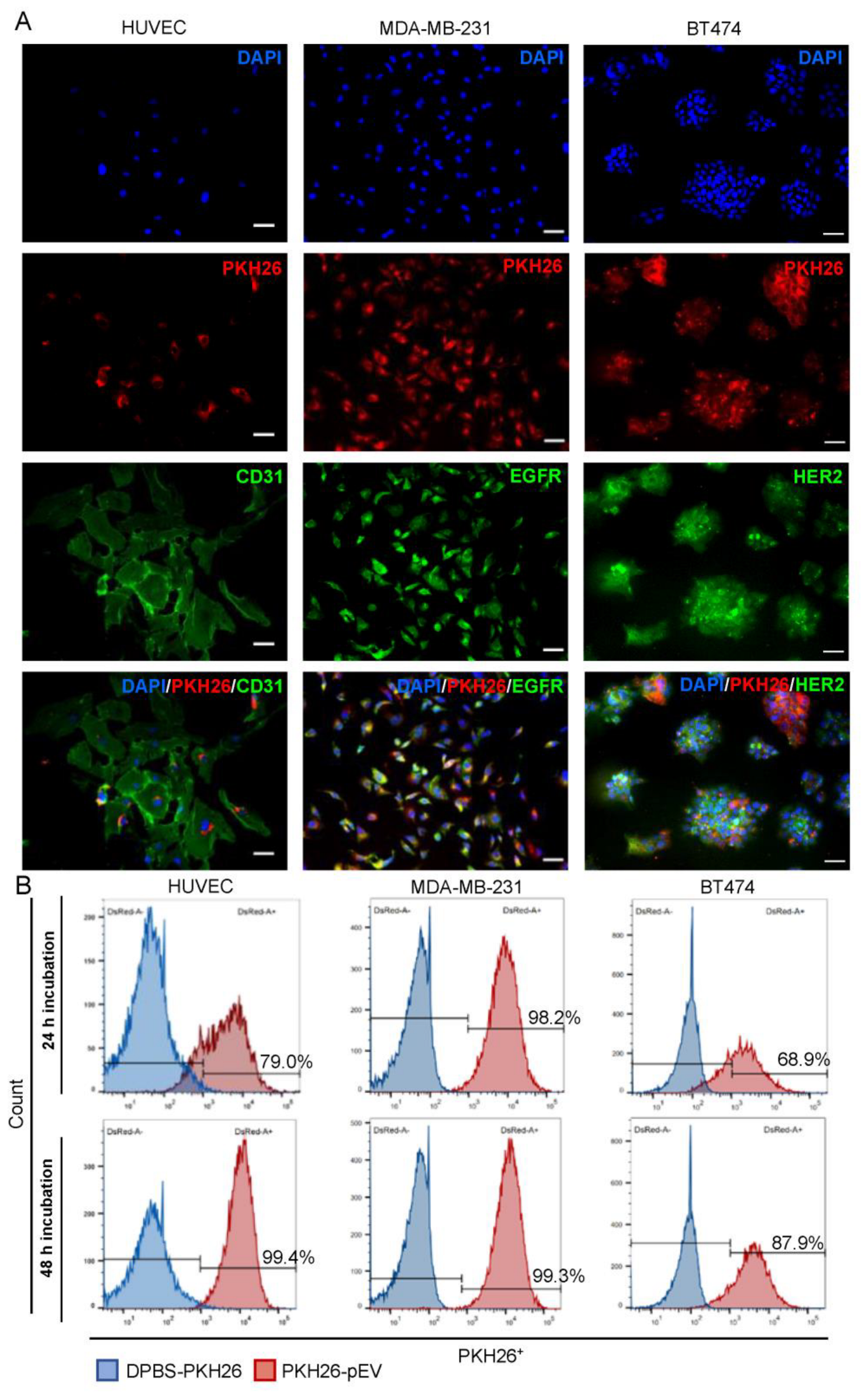 Pharmaceutics 15 00953 g002 Pharmaceutics 15 00953 g002