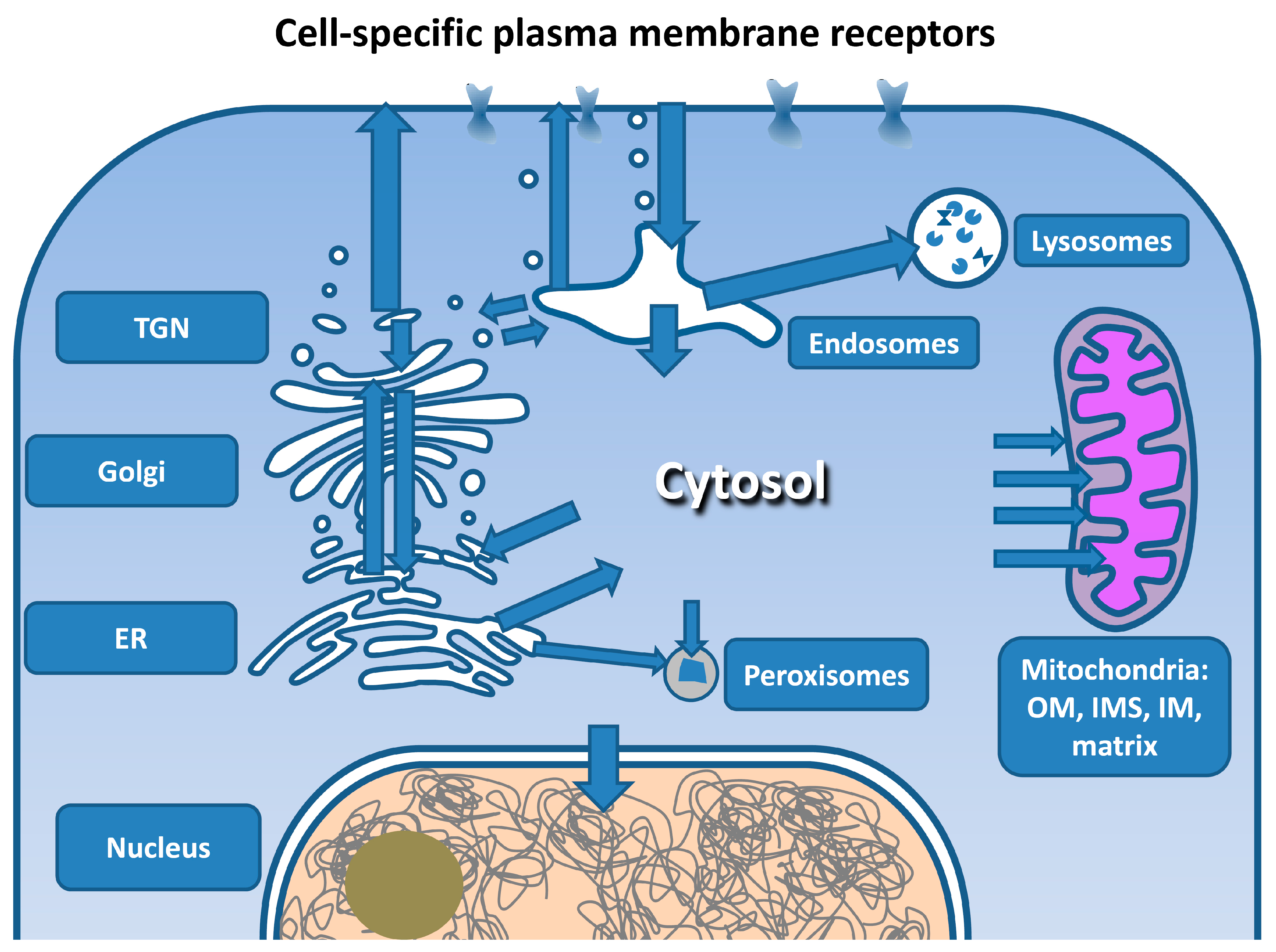 Pharmaceutics 15 00987 g005