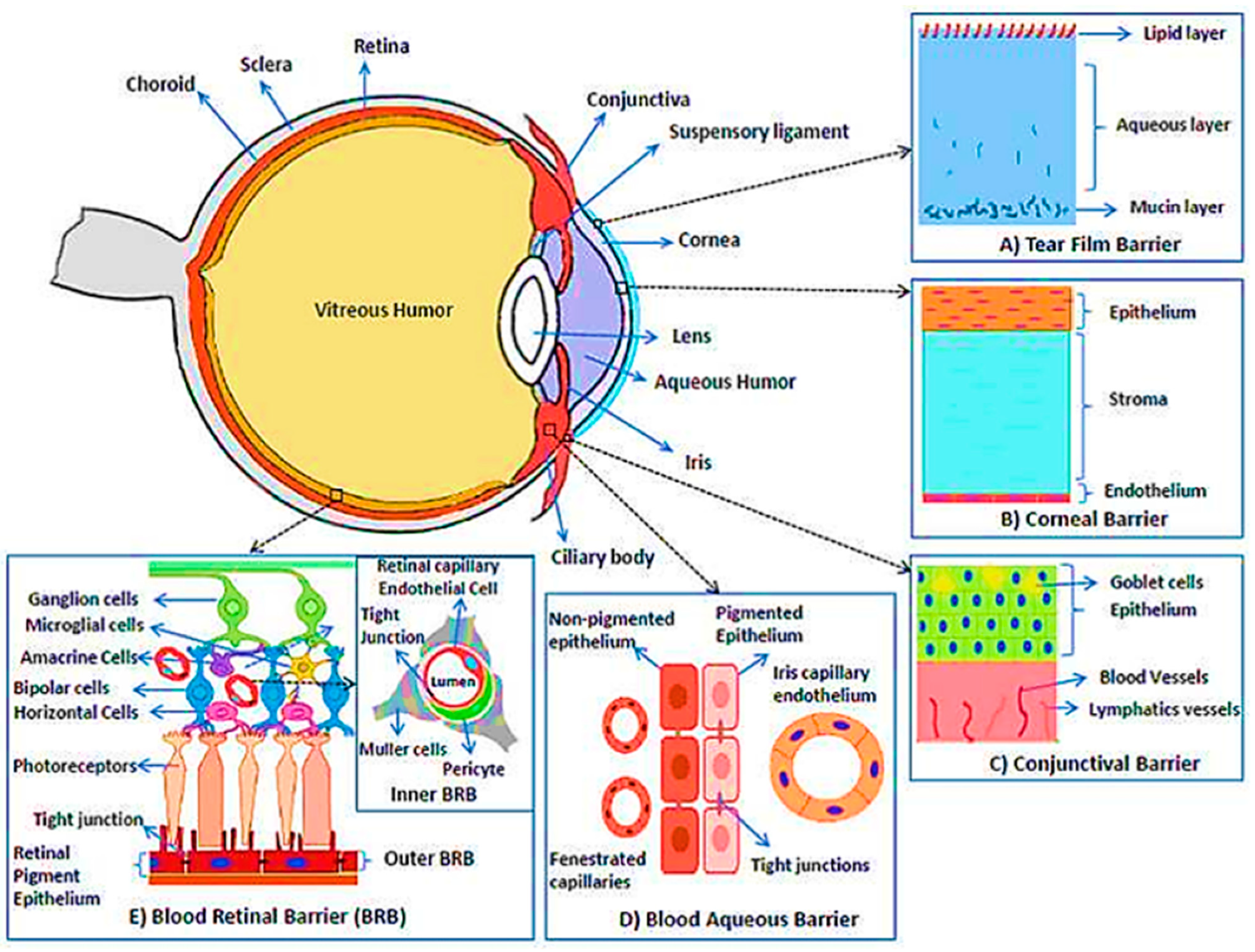 Pharmaceutics 15 00990 g001