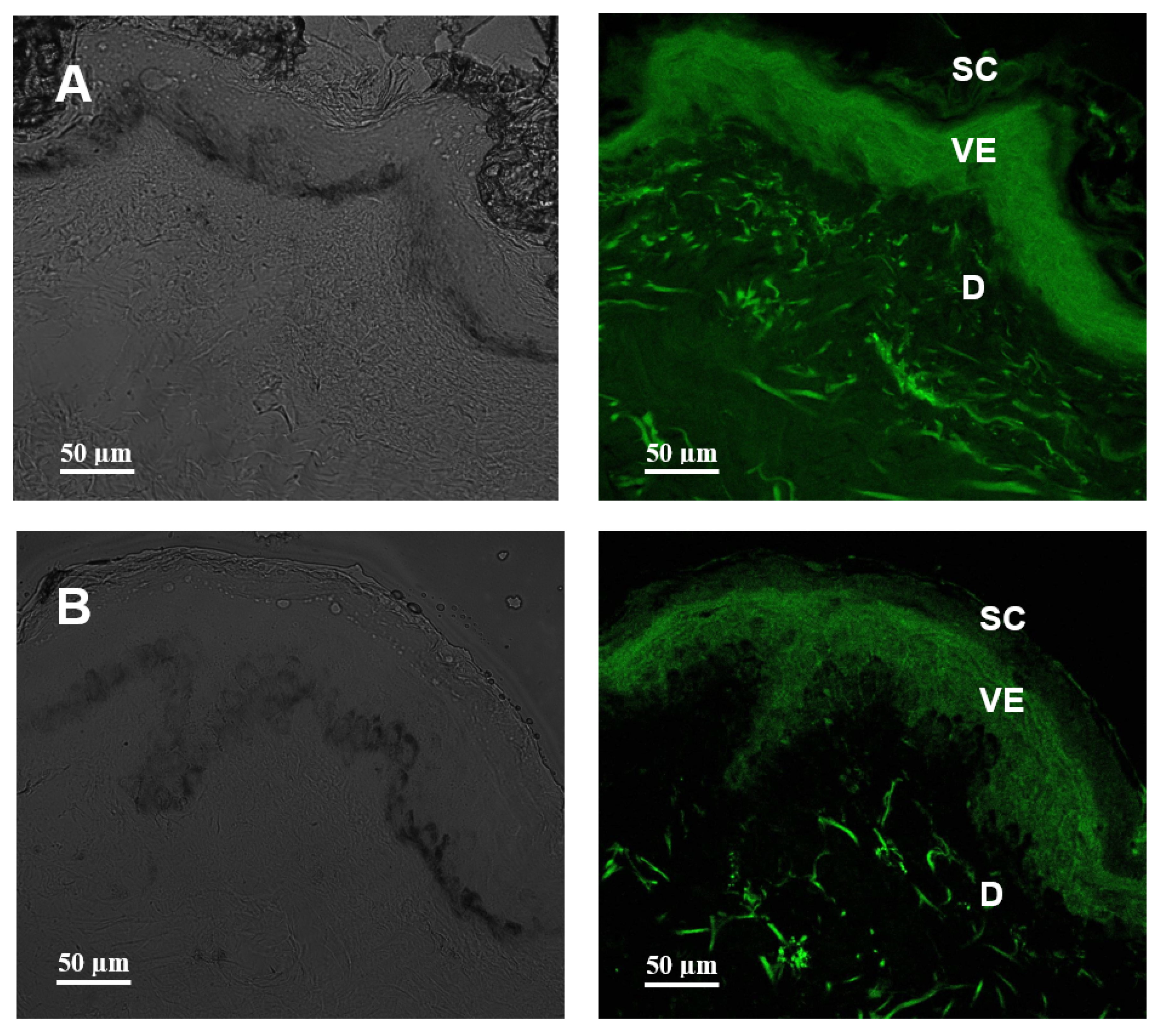 Pharmaceutics 15 00999 g006