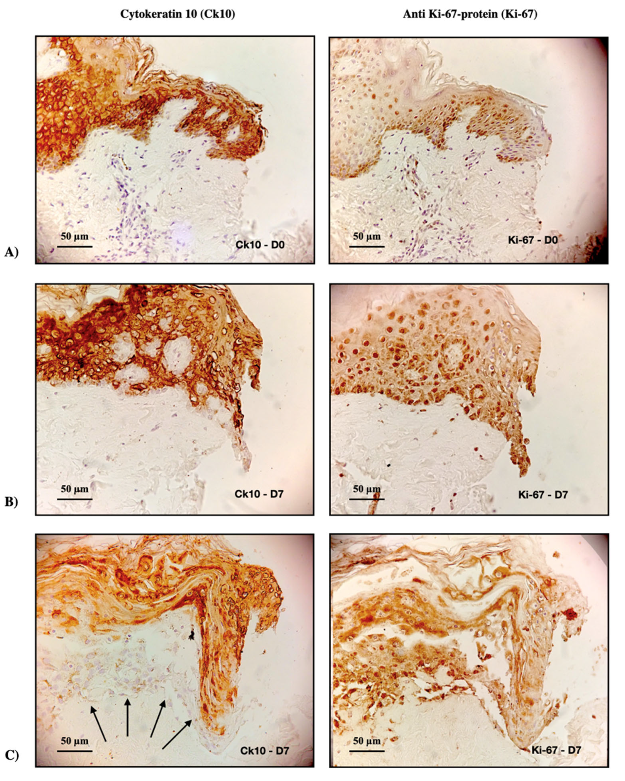 Pharmaceutics 15 00999 g008