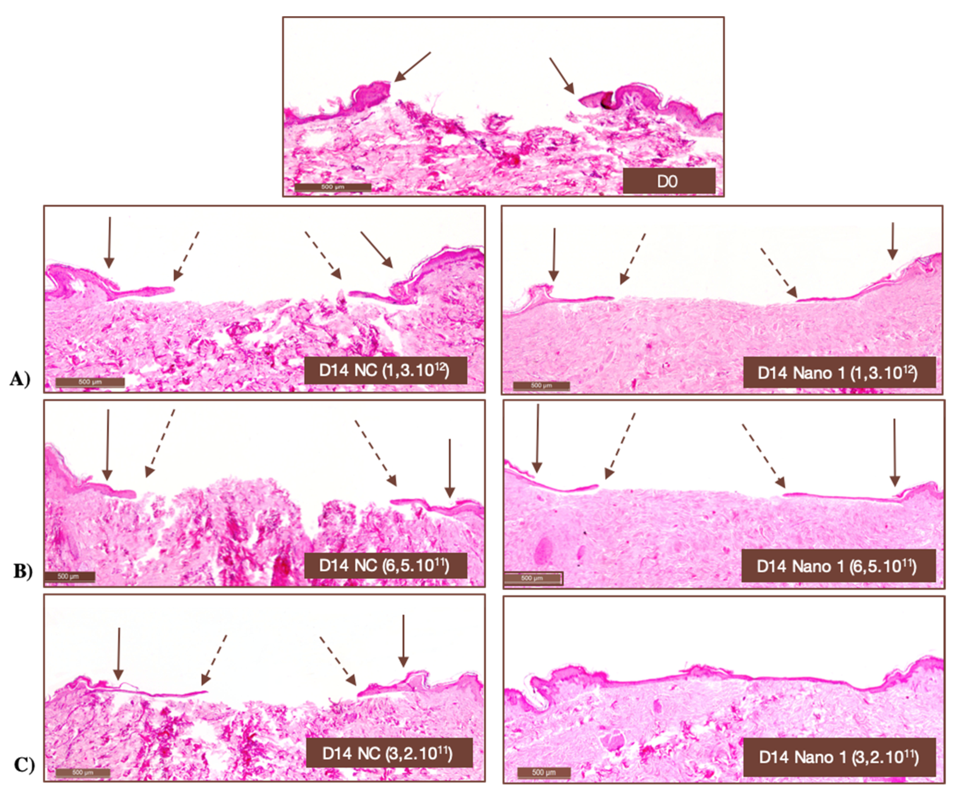 Pharmaceutics 15 00999 g009