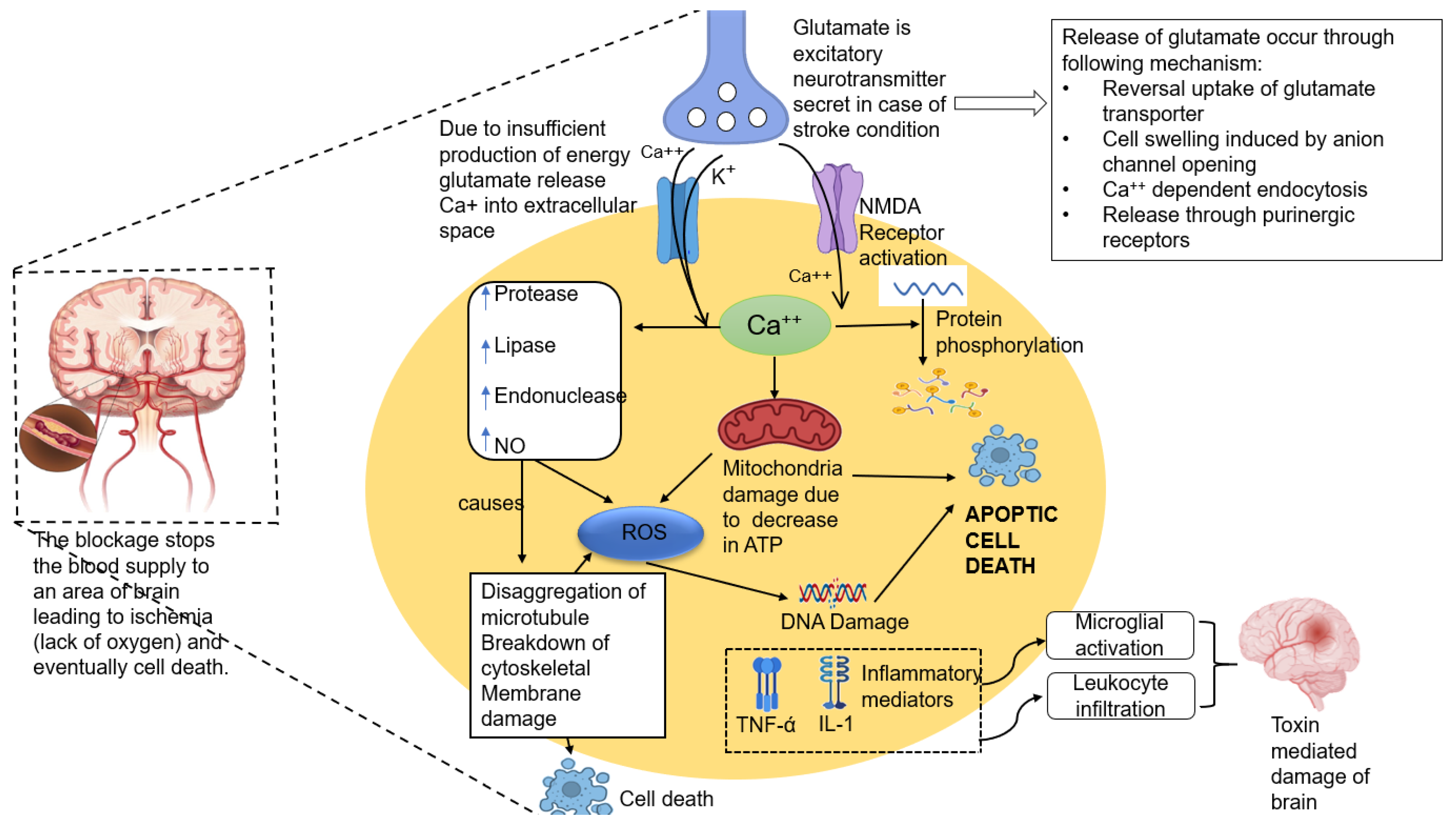 Pharmaceutics 15 01036 g001 Pharmaceutics 15 01036 g001