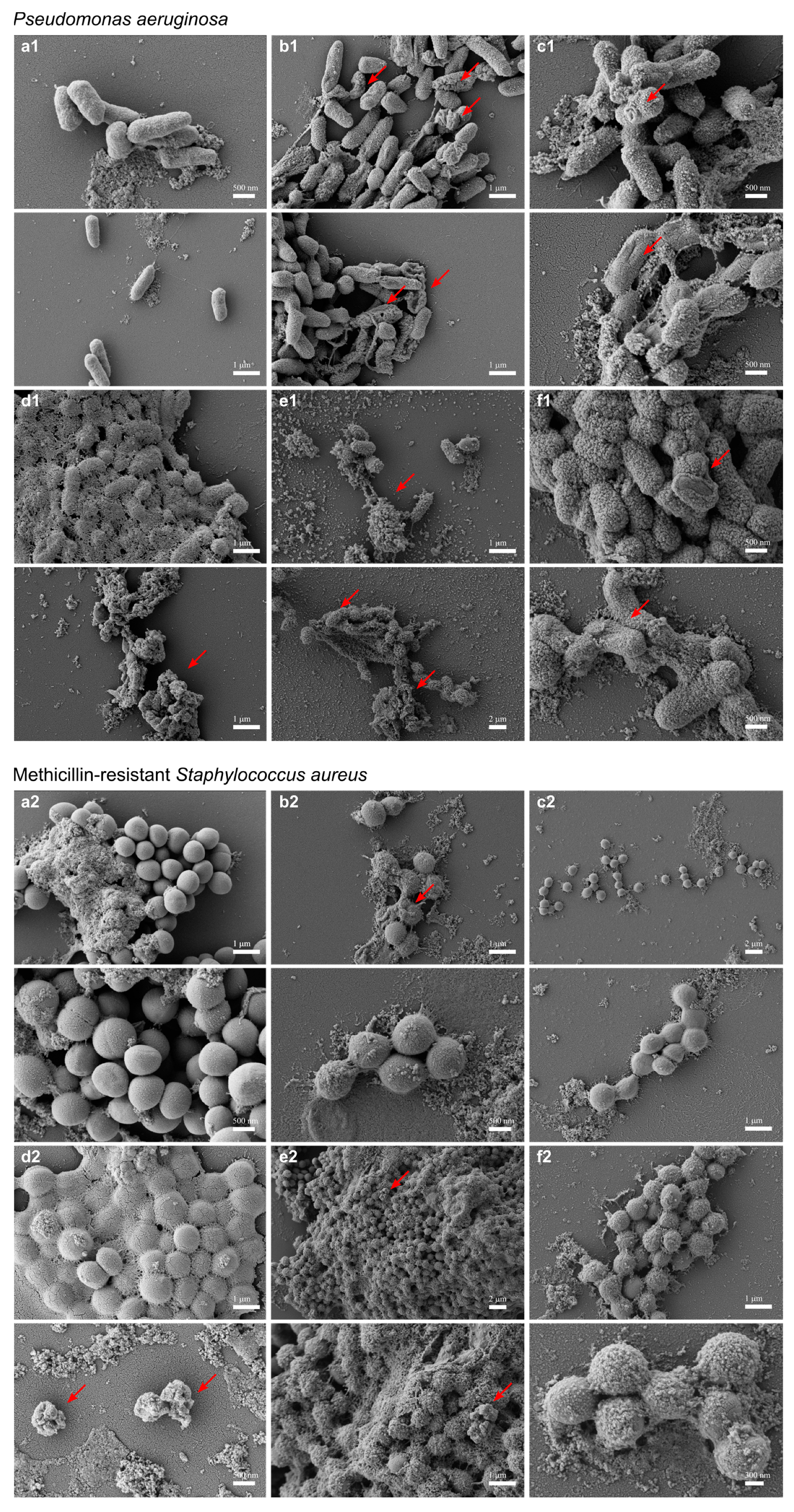 Pharmaceutics 15 01068 g006 Pharmaceutics 15 01068 g006