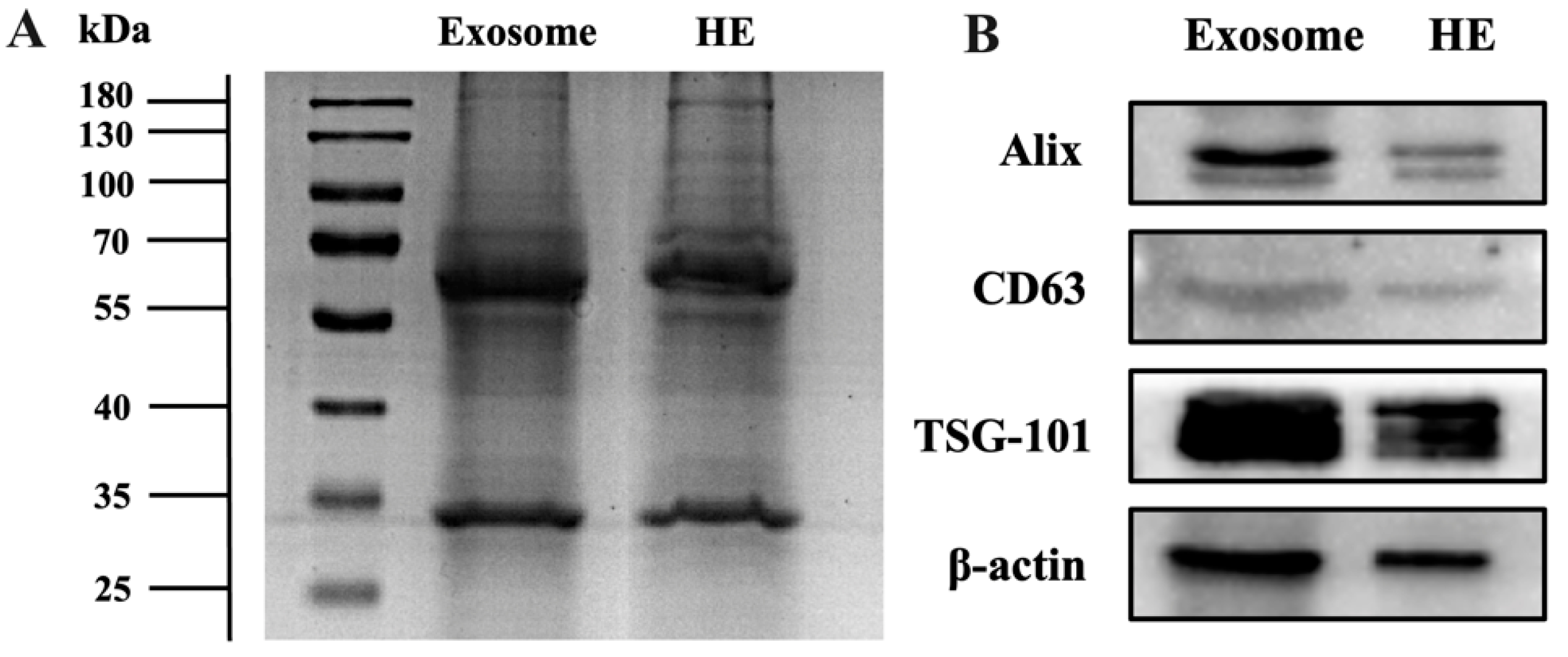 Pharmaceutics 15 01074 g004