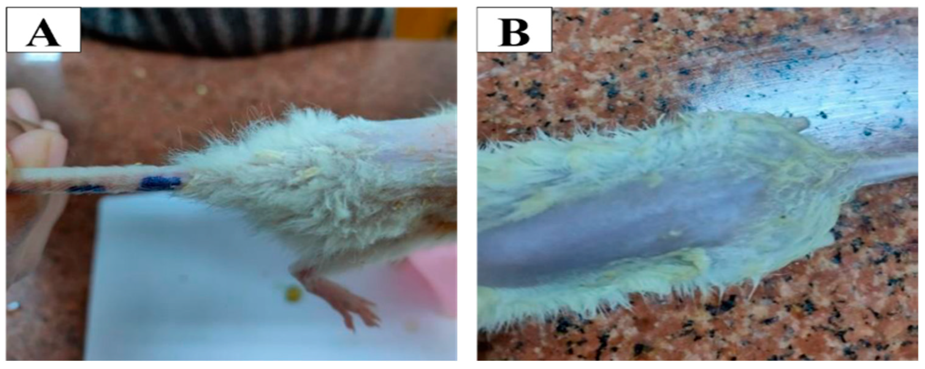 Pharmaceutics 15 01083 g007
