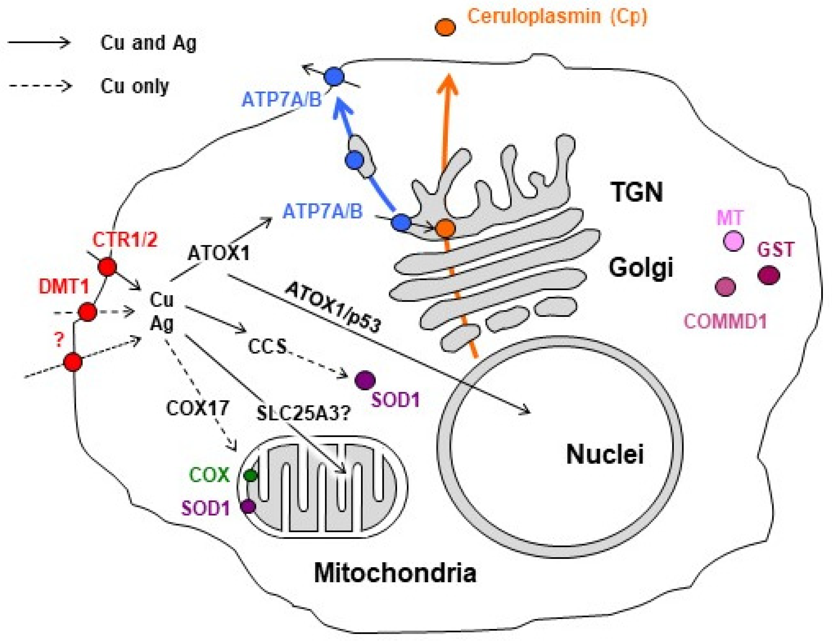 Pharmaceutics 15 01099 g001