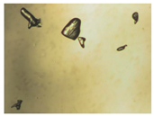 Pharmaceutics 15 01102 i011 Pharmaceutics 15 01102 i011