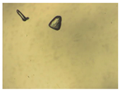 Pharmaceutics 15 01102 i015 Pharmaceutics 15 01102 i015