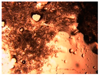 Pharmaceutics 15 01102 i024 Pharmaceutics 15 01102 i024