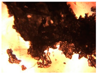 Pharmaceutics 15 01102 i035 Pharmaceutics 15 01102 i035