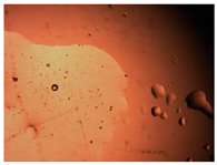 Pharmaceutics 15 01102 i036 Pharmaceutics 15 01102 i036