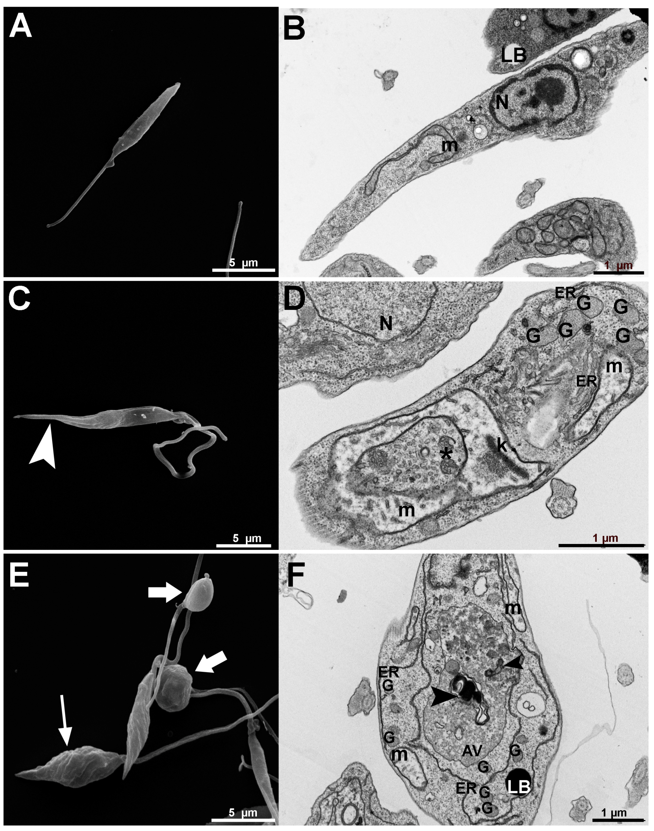 Pharmaceutics 15 01113 g006