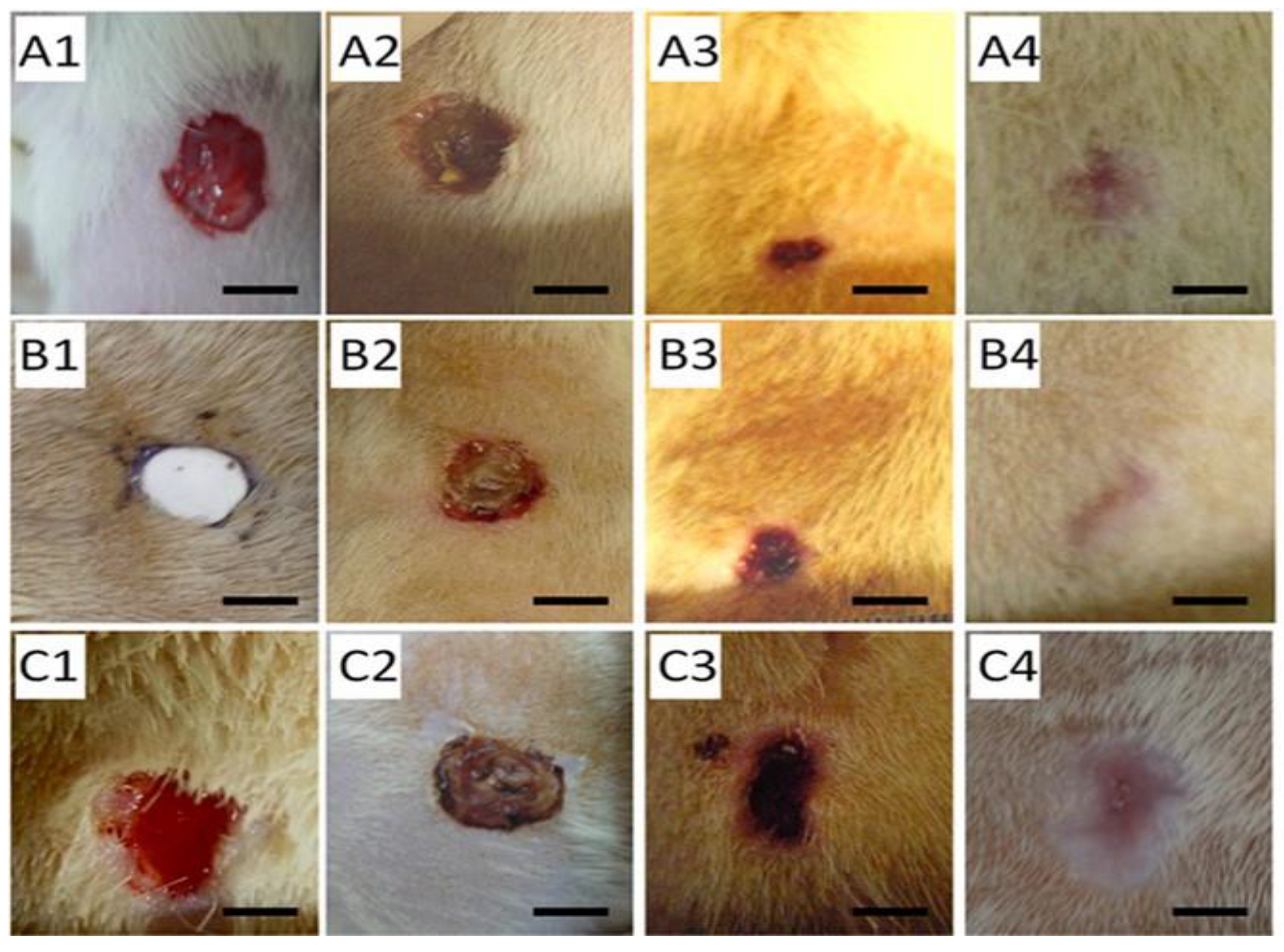 Pharmaceutics 15 01144 g004