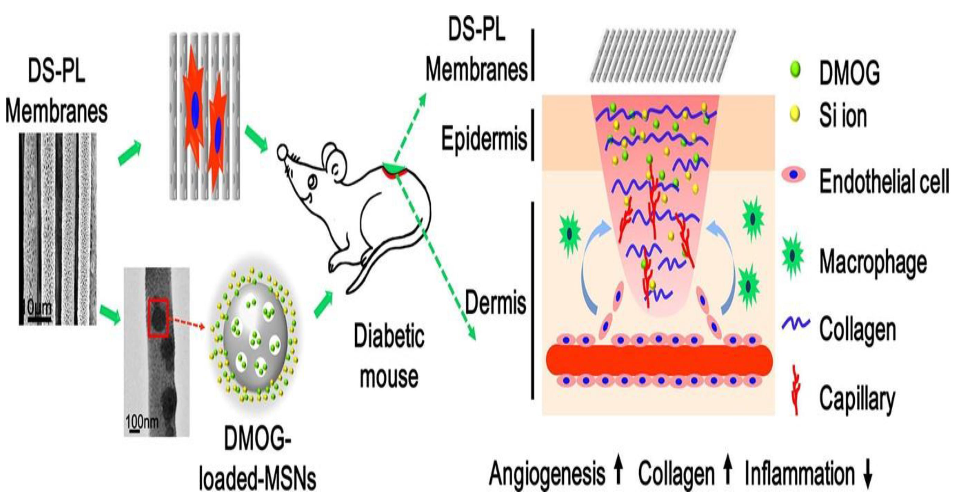 Pharmaceutics 15 01144 g005