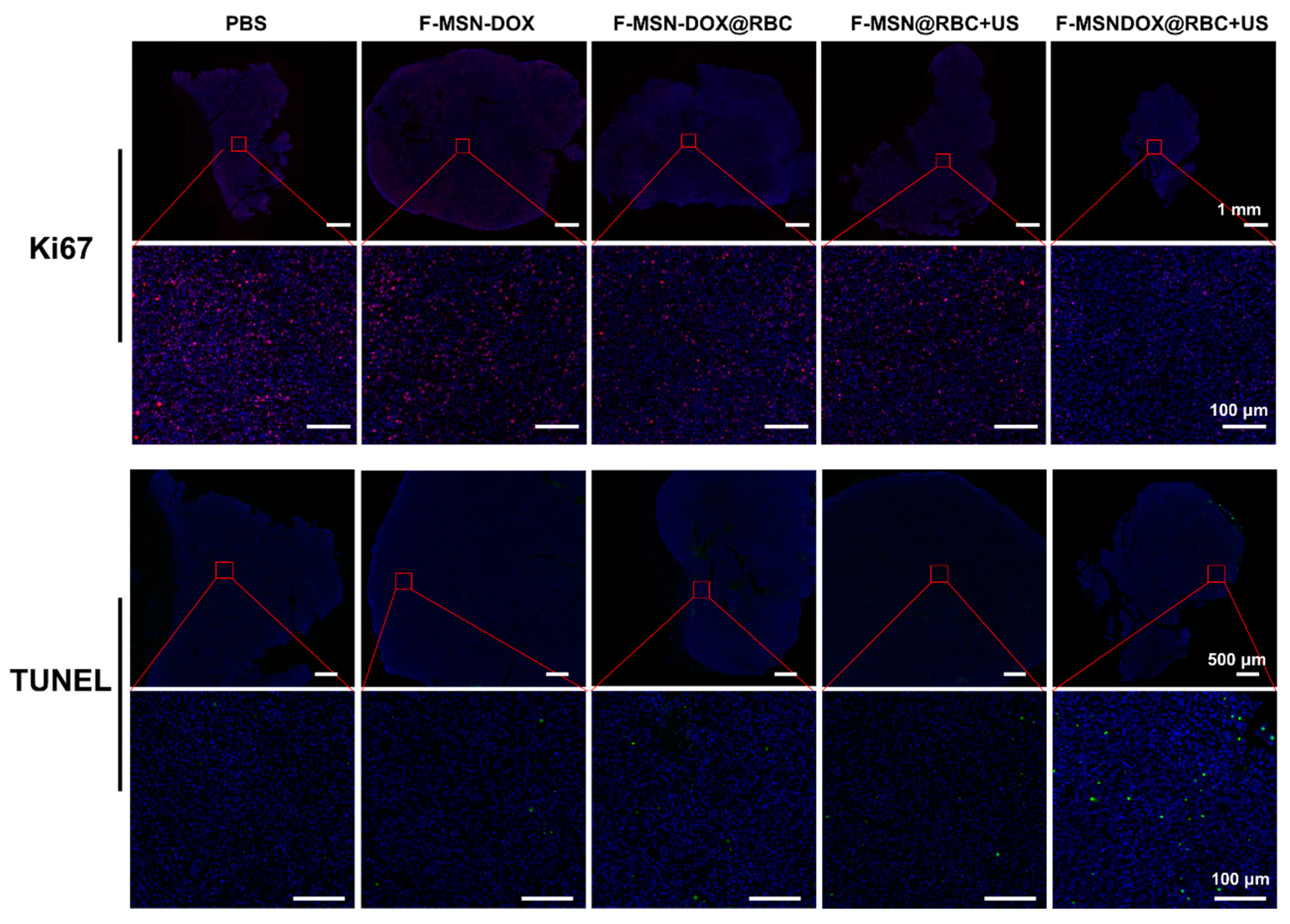 Pharmaceutics 15 01155 g008