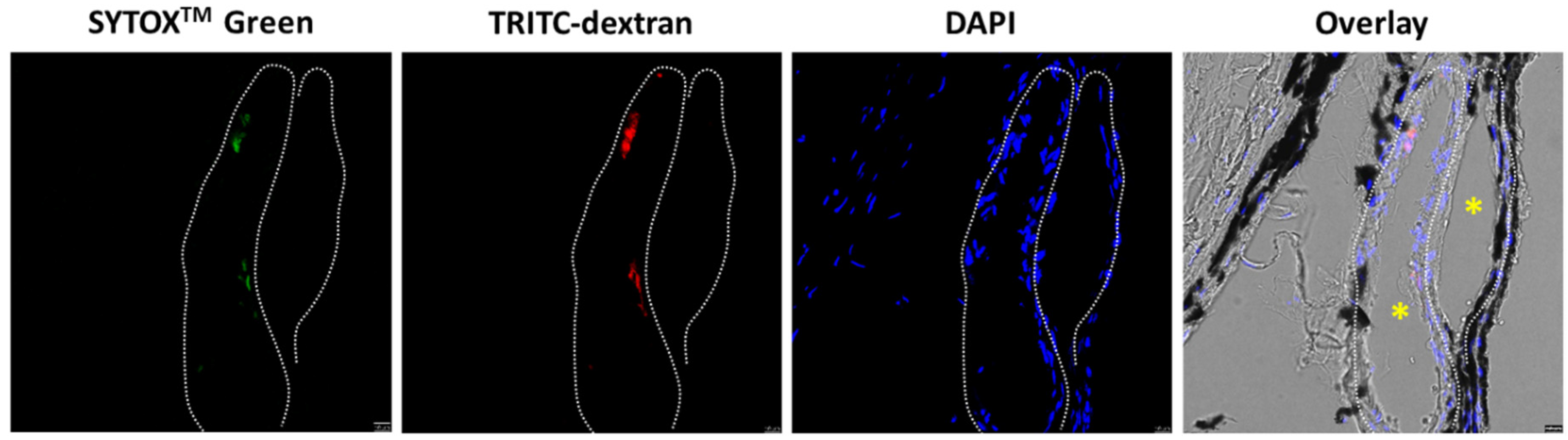 Pharmaceutics 15 01220 g007