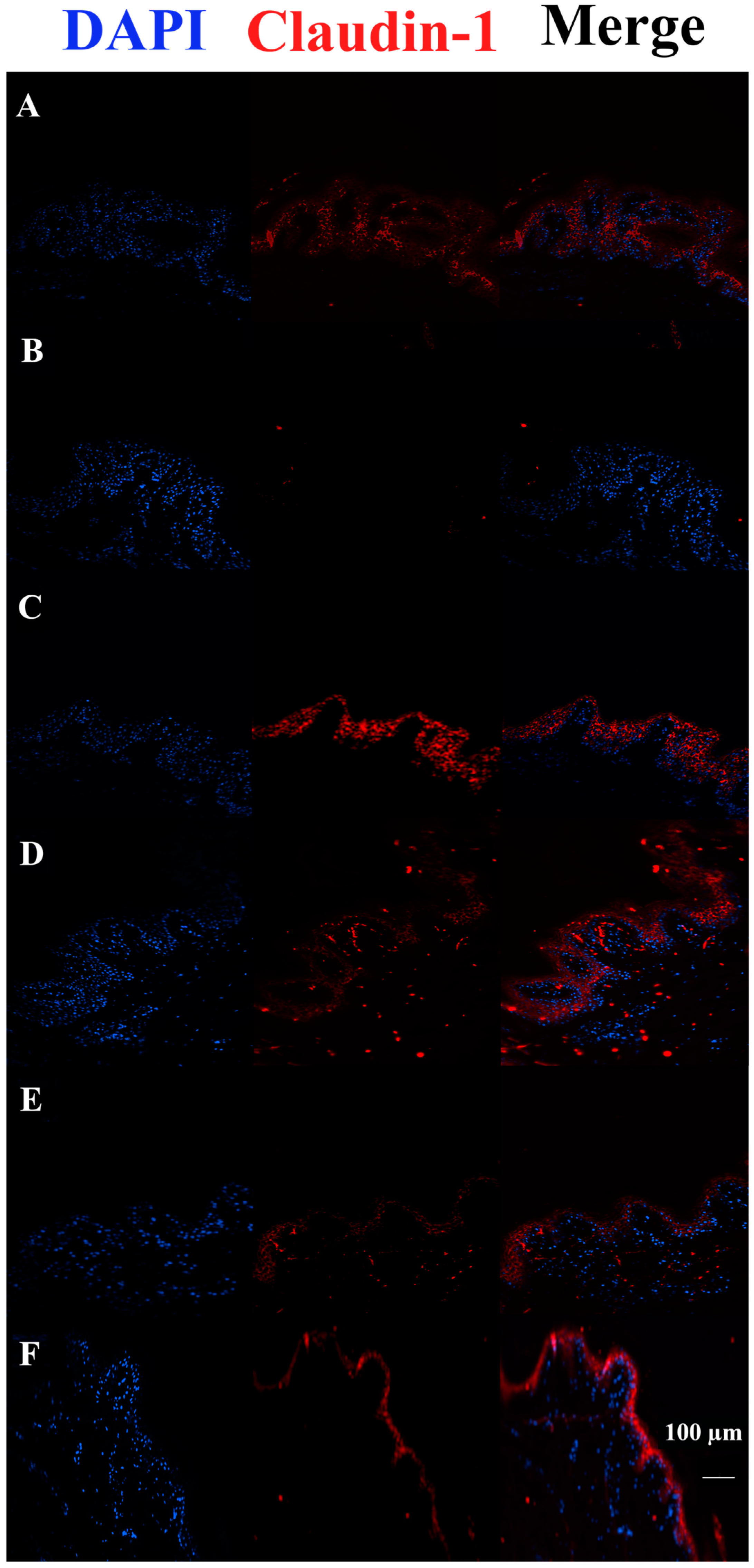 Pharmaceutics 15 01224 g008
