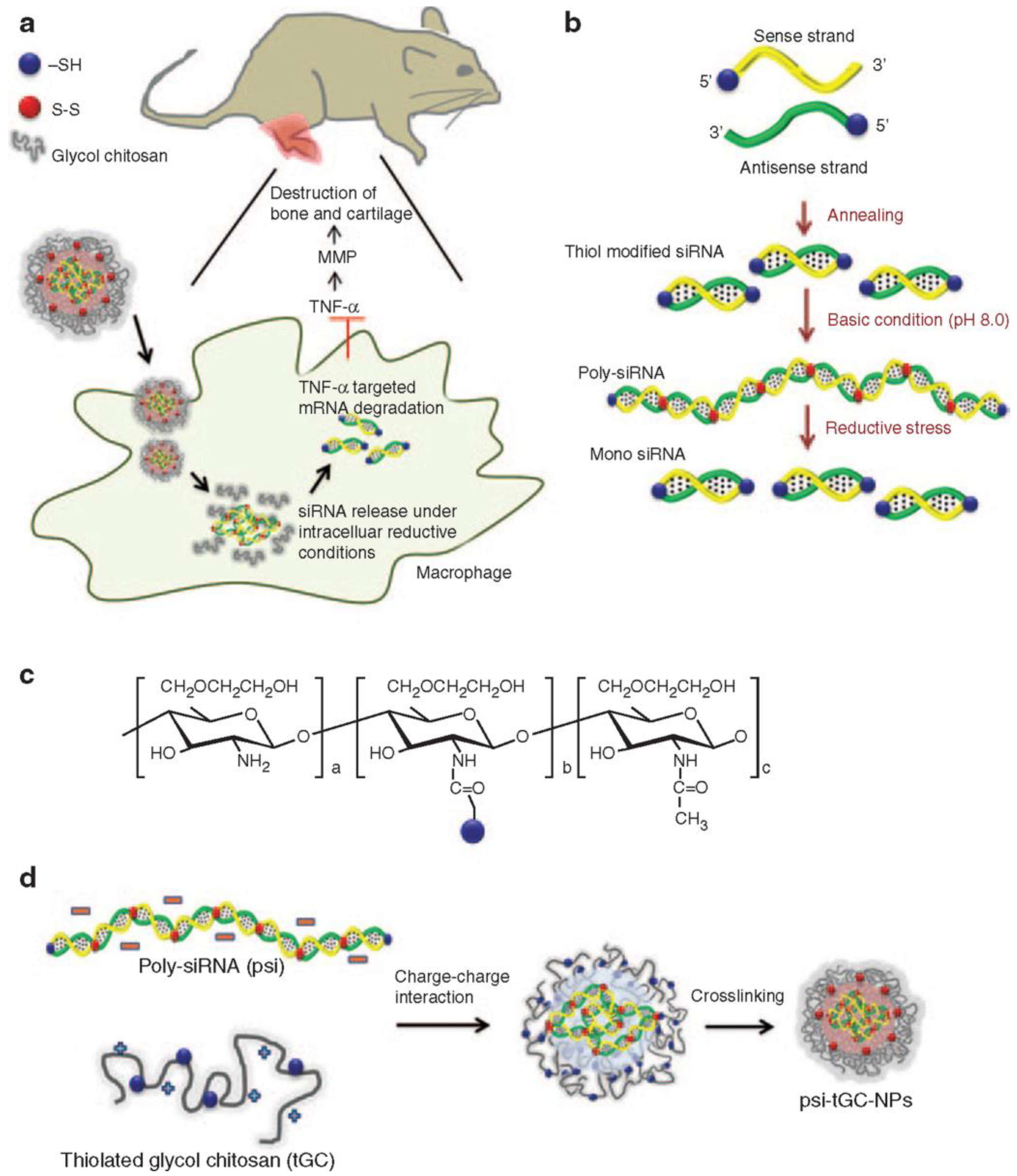 Pharmaceutics 15 01237 g002
