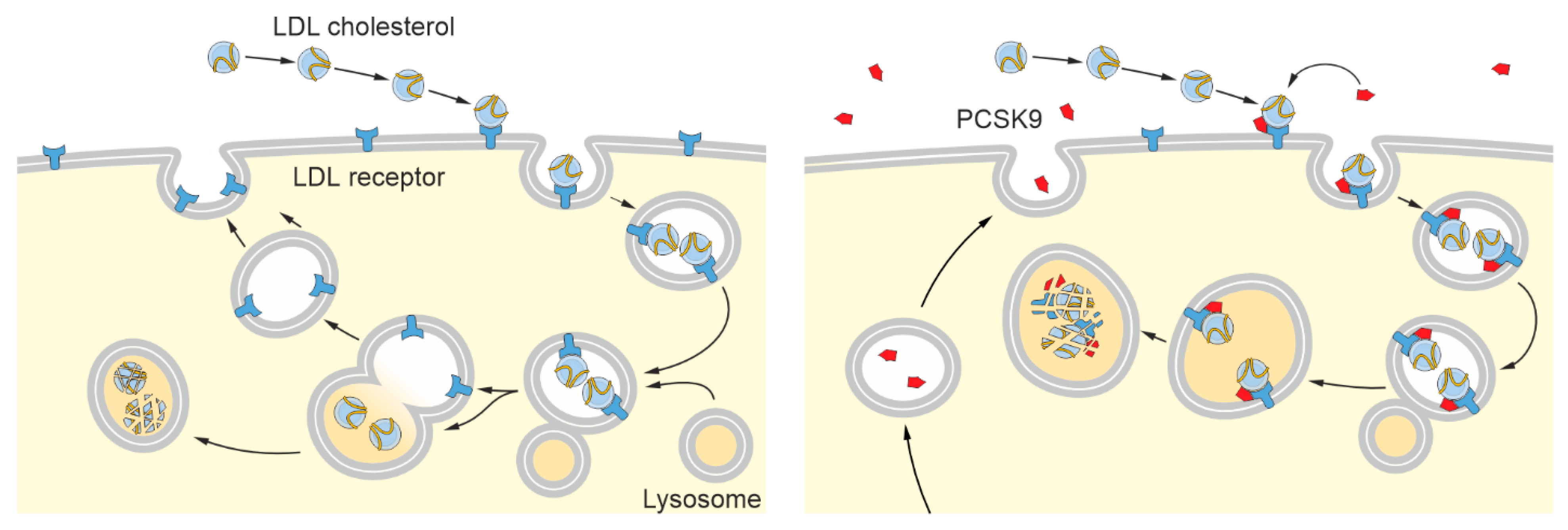 Pharmaceutics 15 01268 g001 Pharmaceutics 15 01268 g001