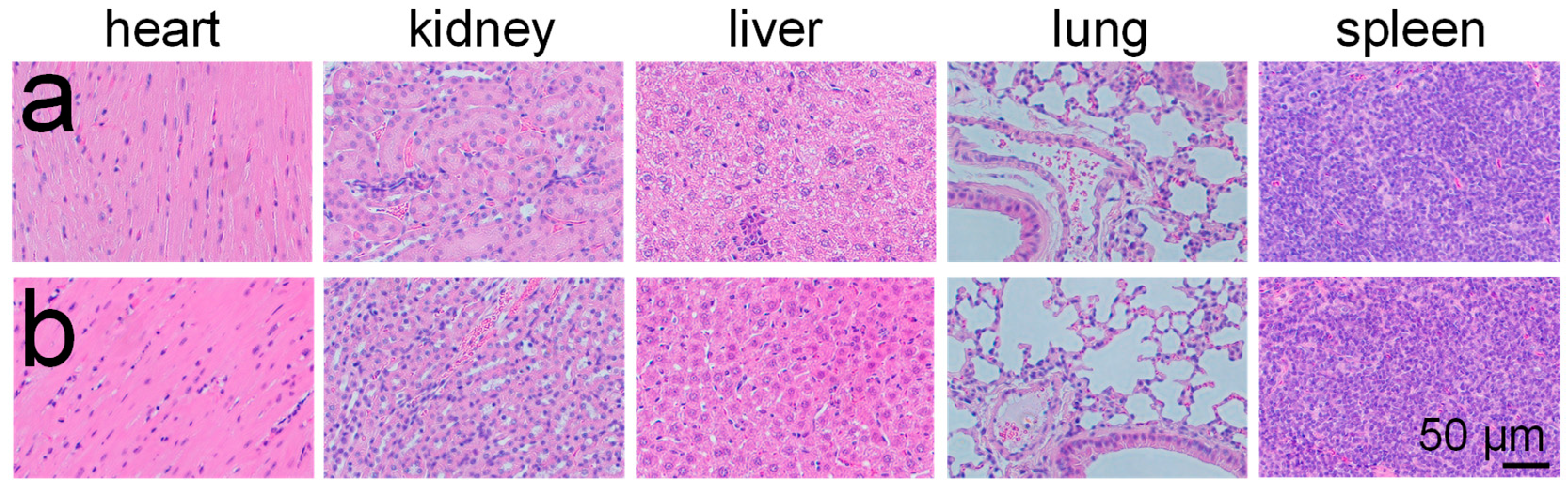 Pharmaceutics 15 01316 g005