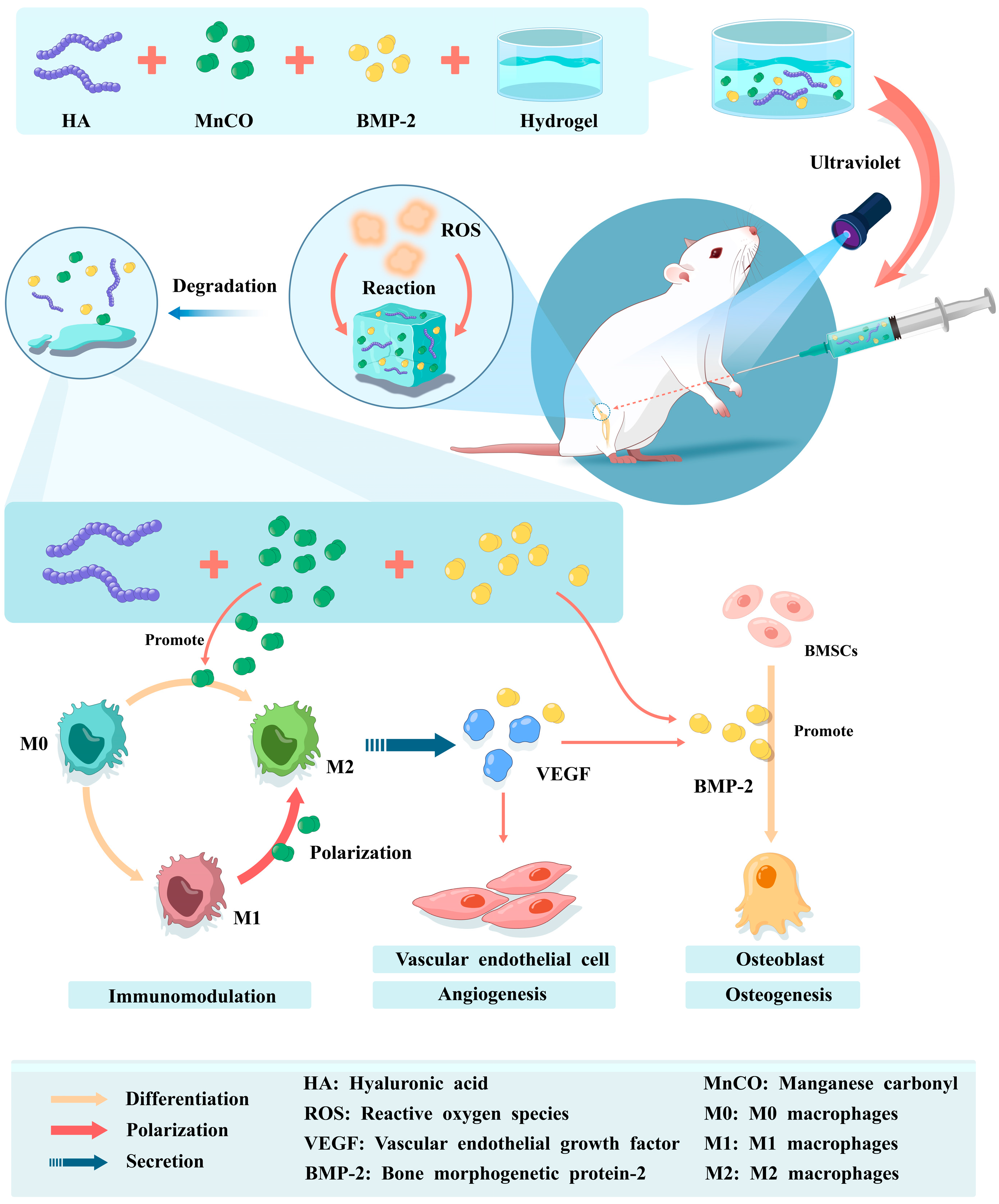 Pharmaceutics 15 01334 g002
