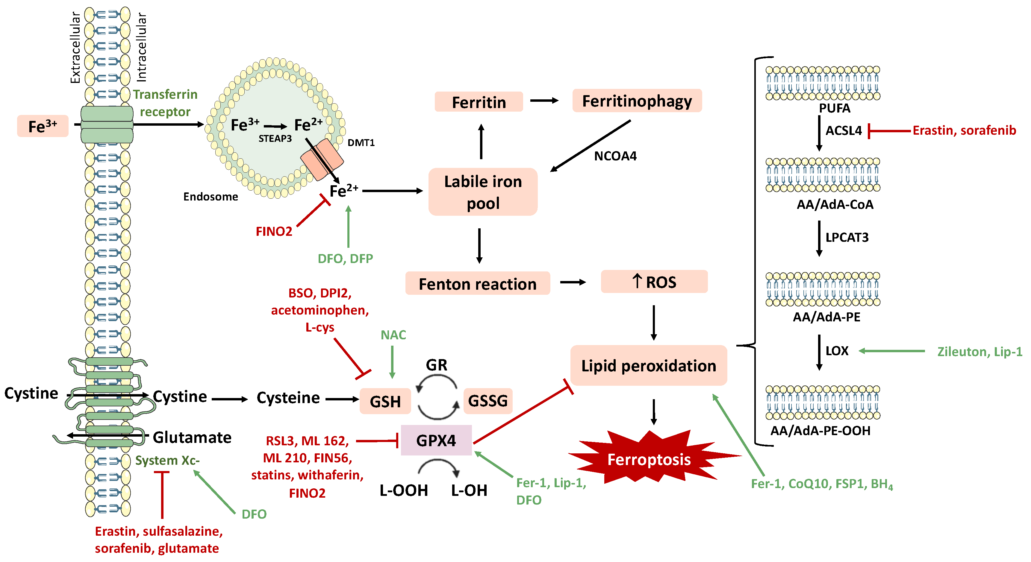 Pharmaceutics 15 01369 g003