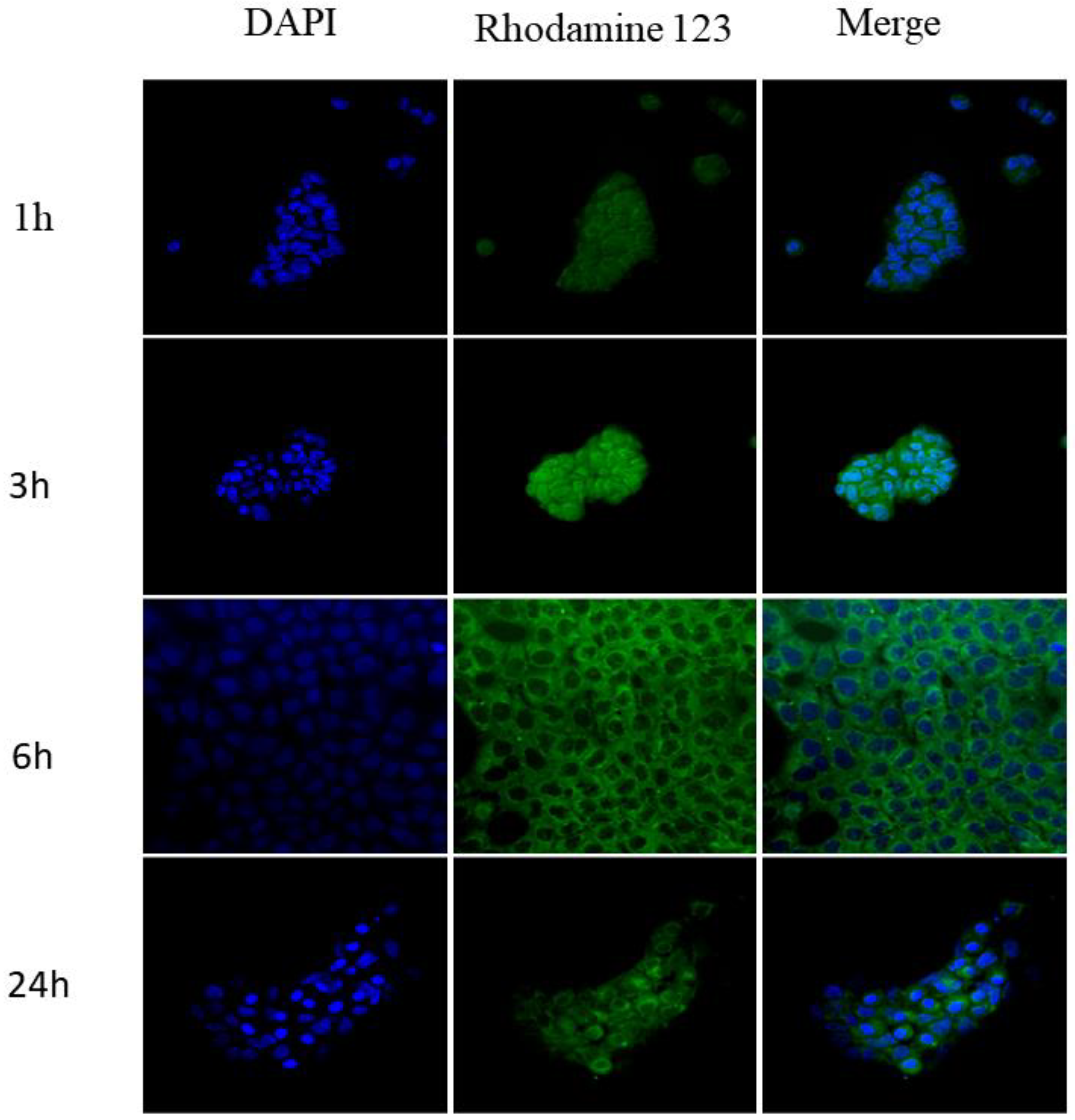Pharmaceutics 15 01371 g006