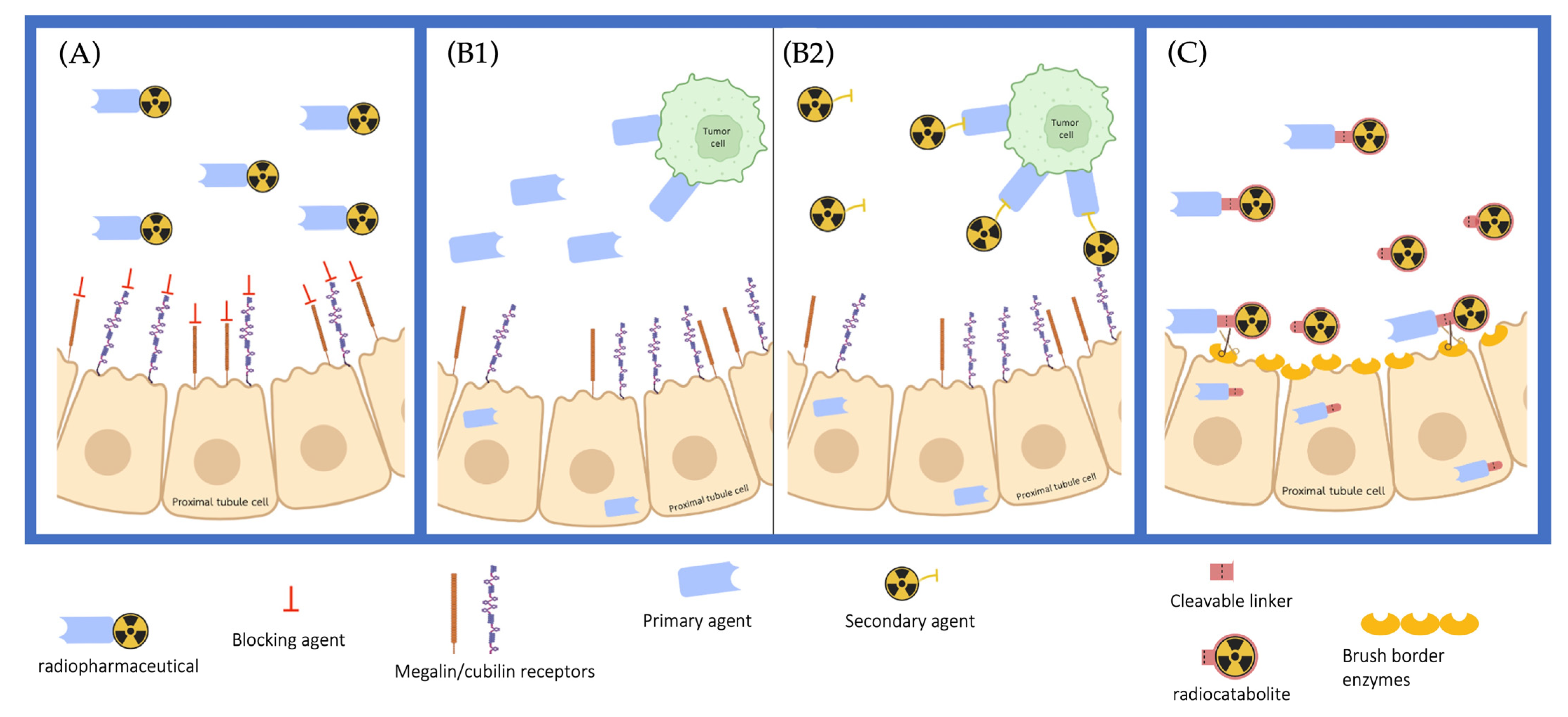Pharmaceutics 15 01378 g004