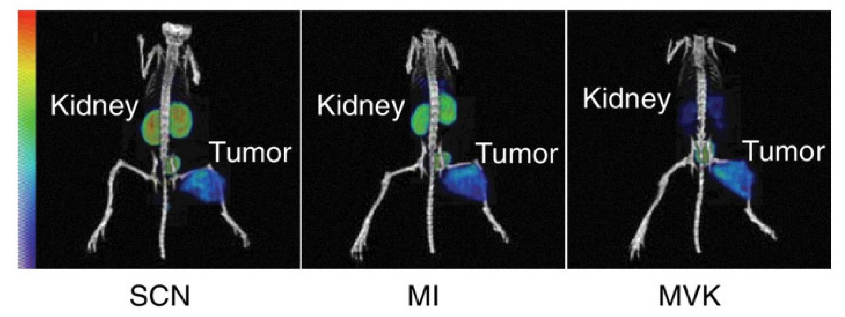 Pharmaceutics 15 01378 g005