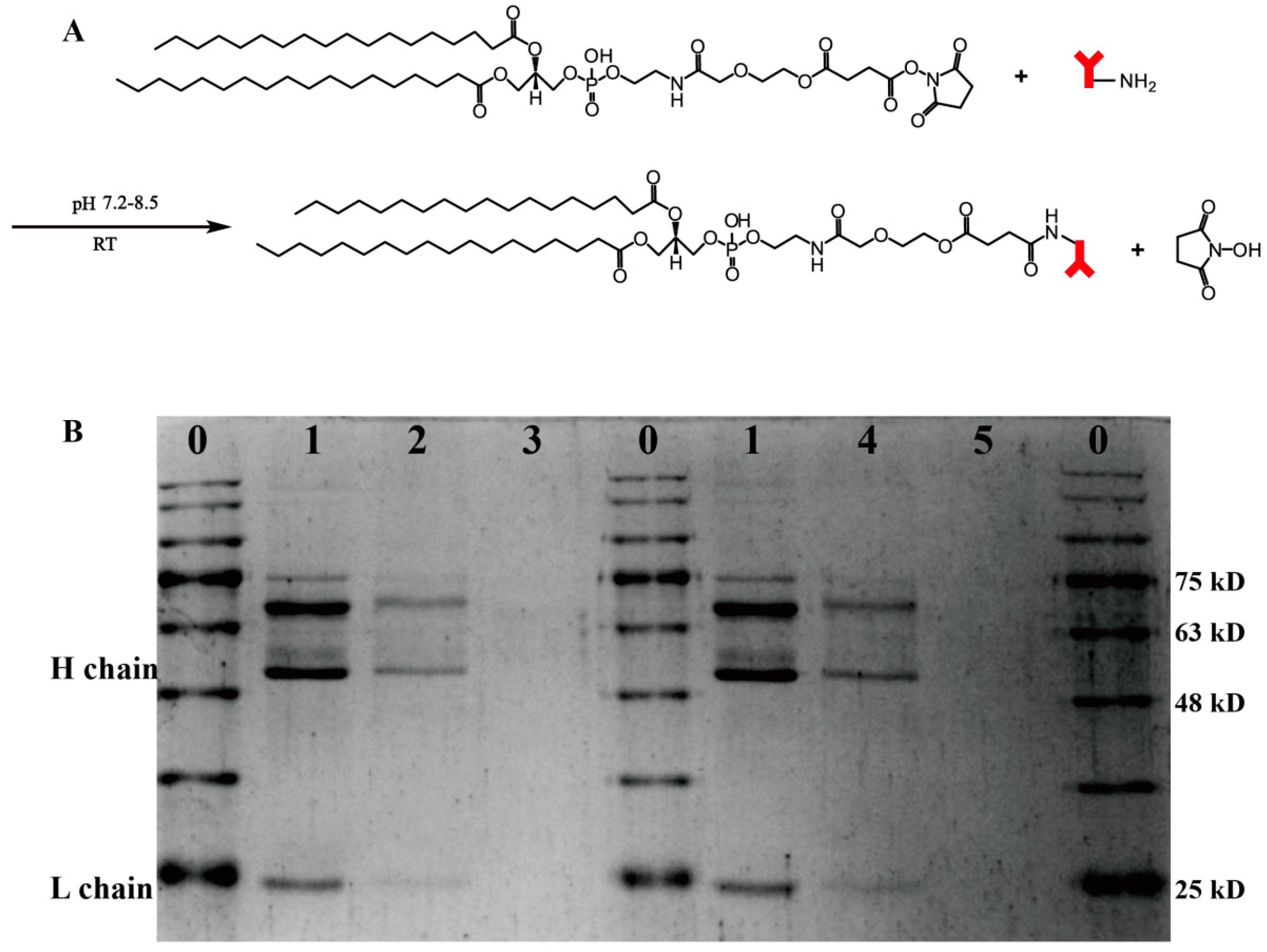 Pharmaceutics 15 01379 g002