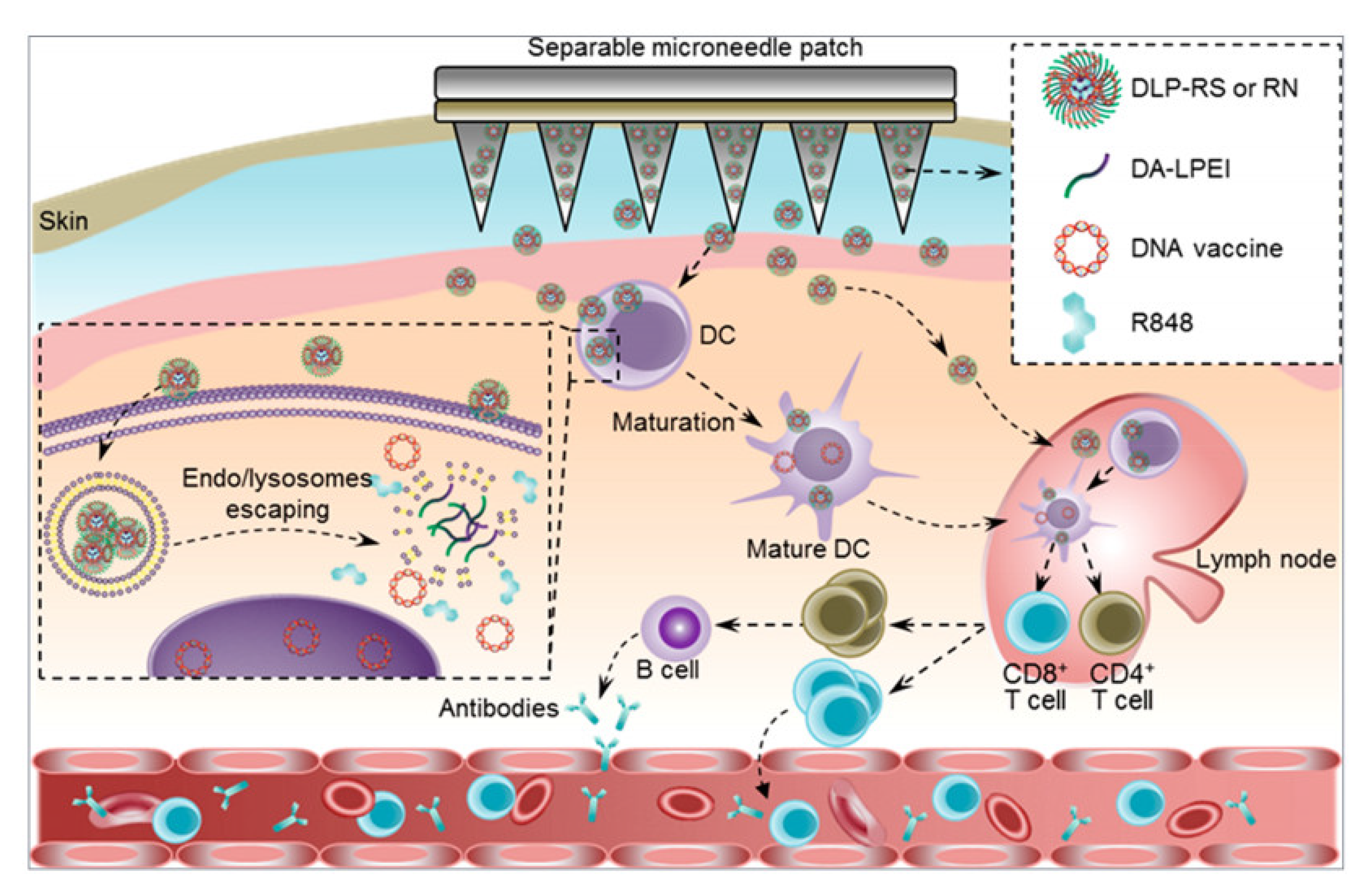 Pharmaceutics 15 01407 g007
