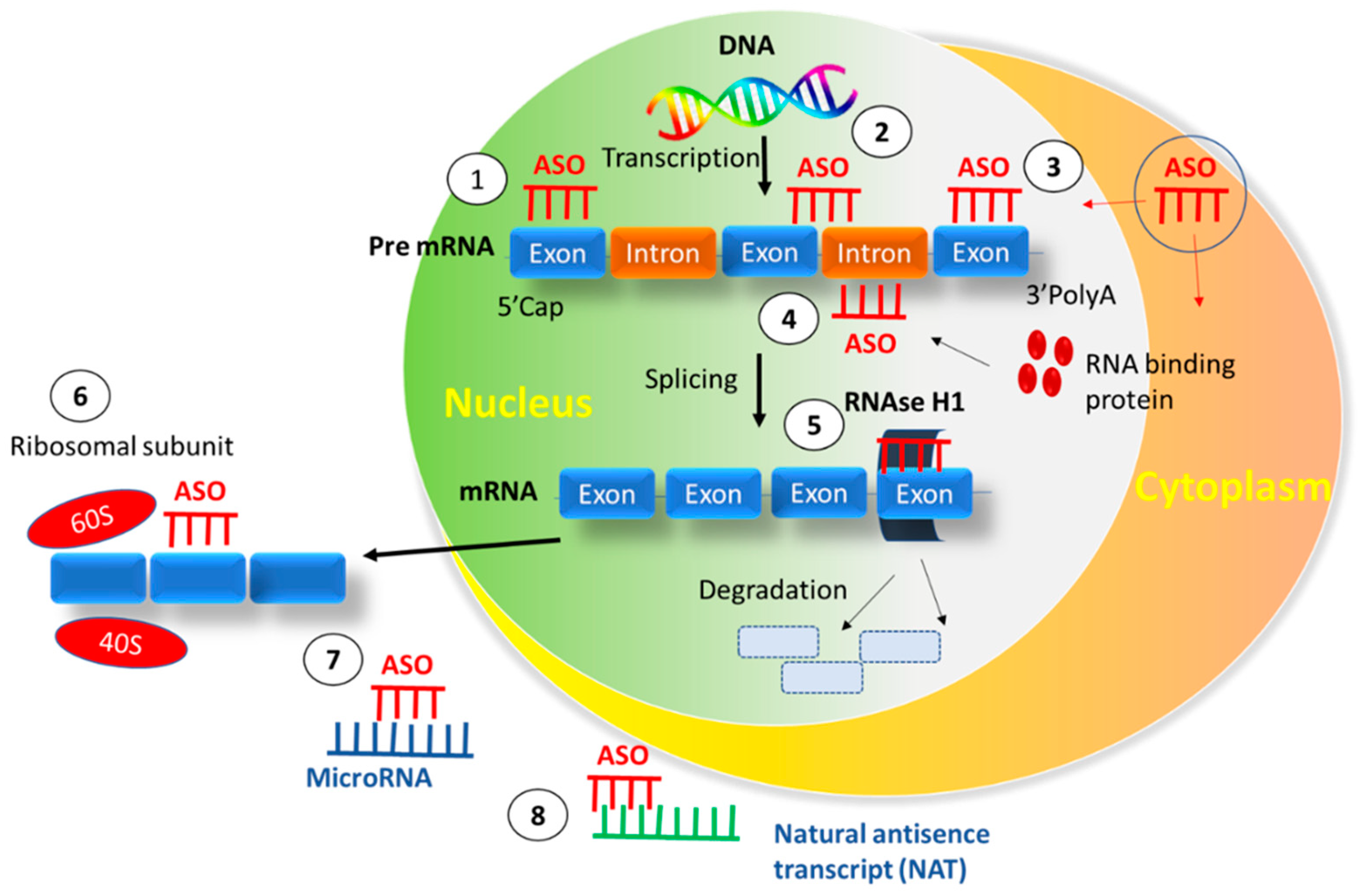 Pharmaceutics 15 01435 g001