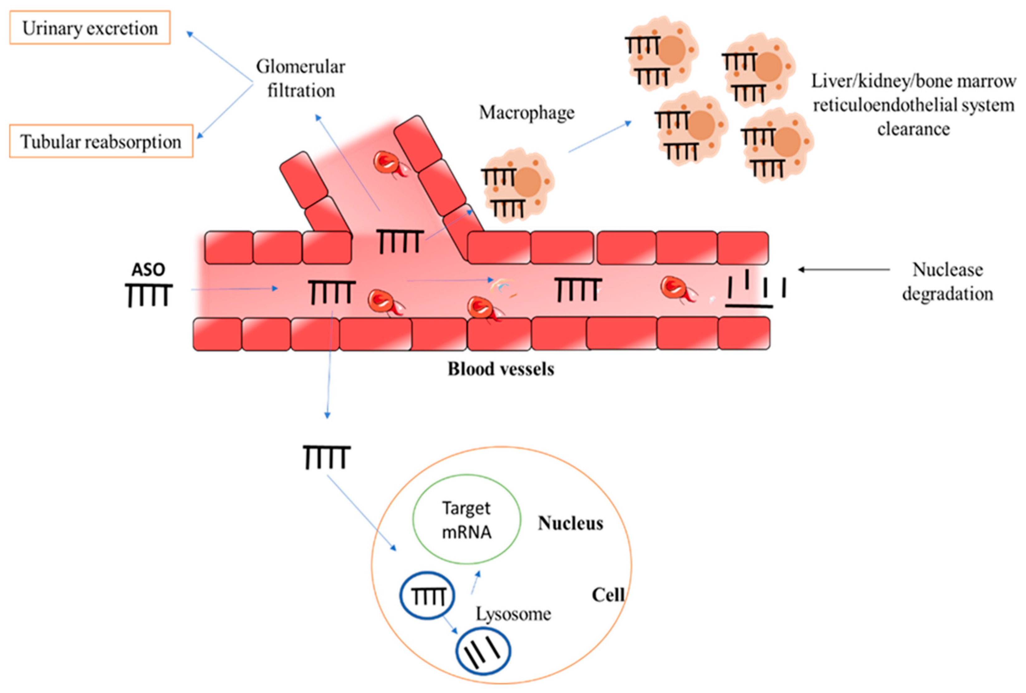 Pharmaceutics 15 01435 g004