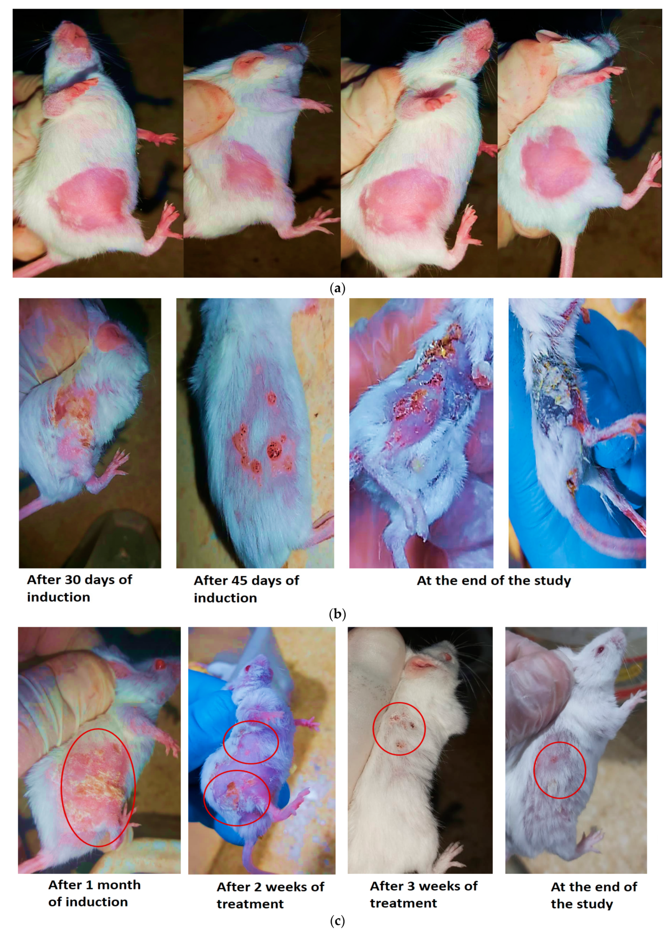 Pharmaceutics 15 01461 g012a