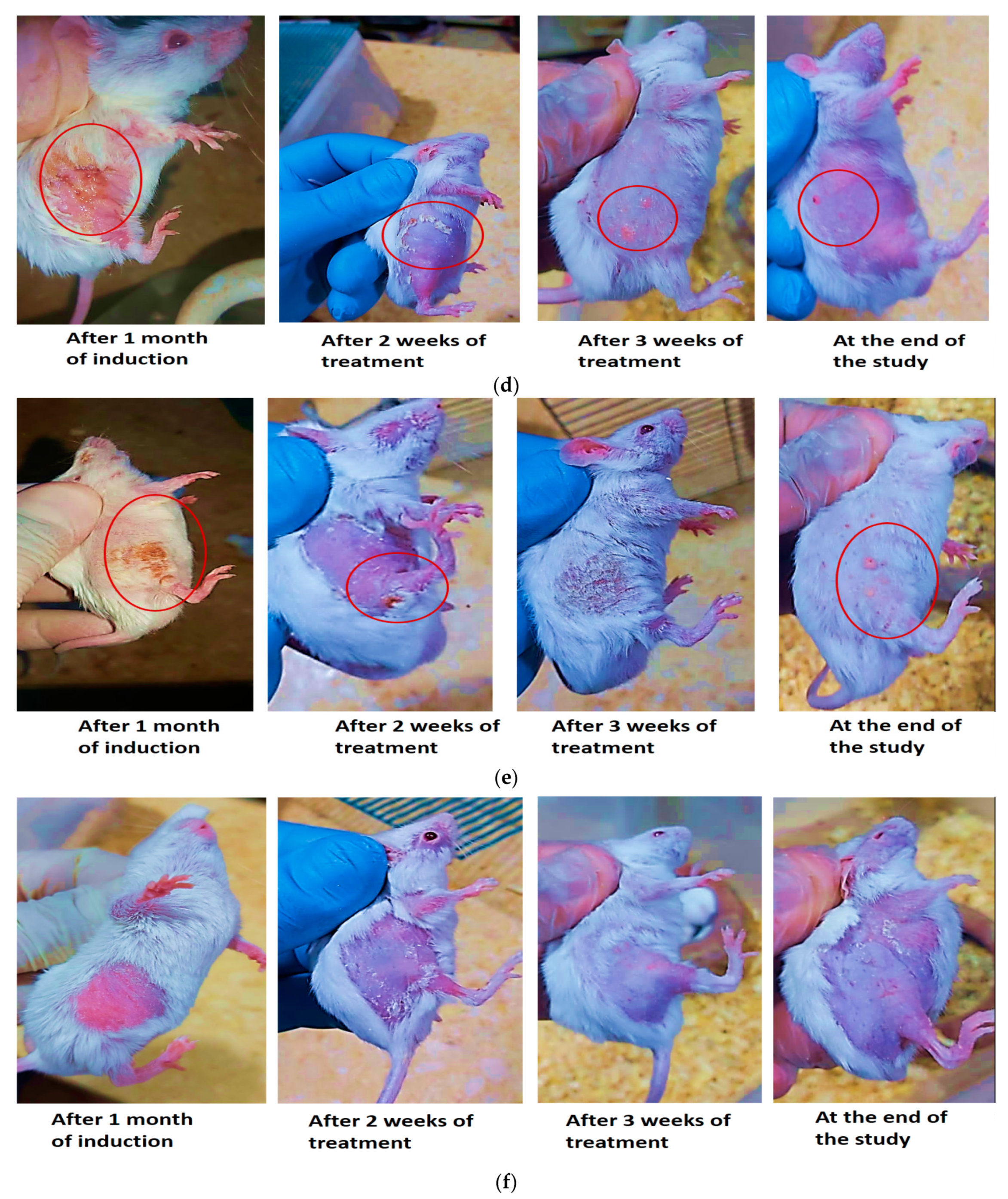 Pharmaceutics 15 01461 g012b