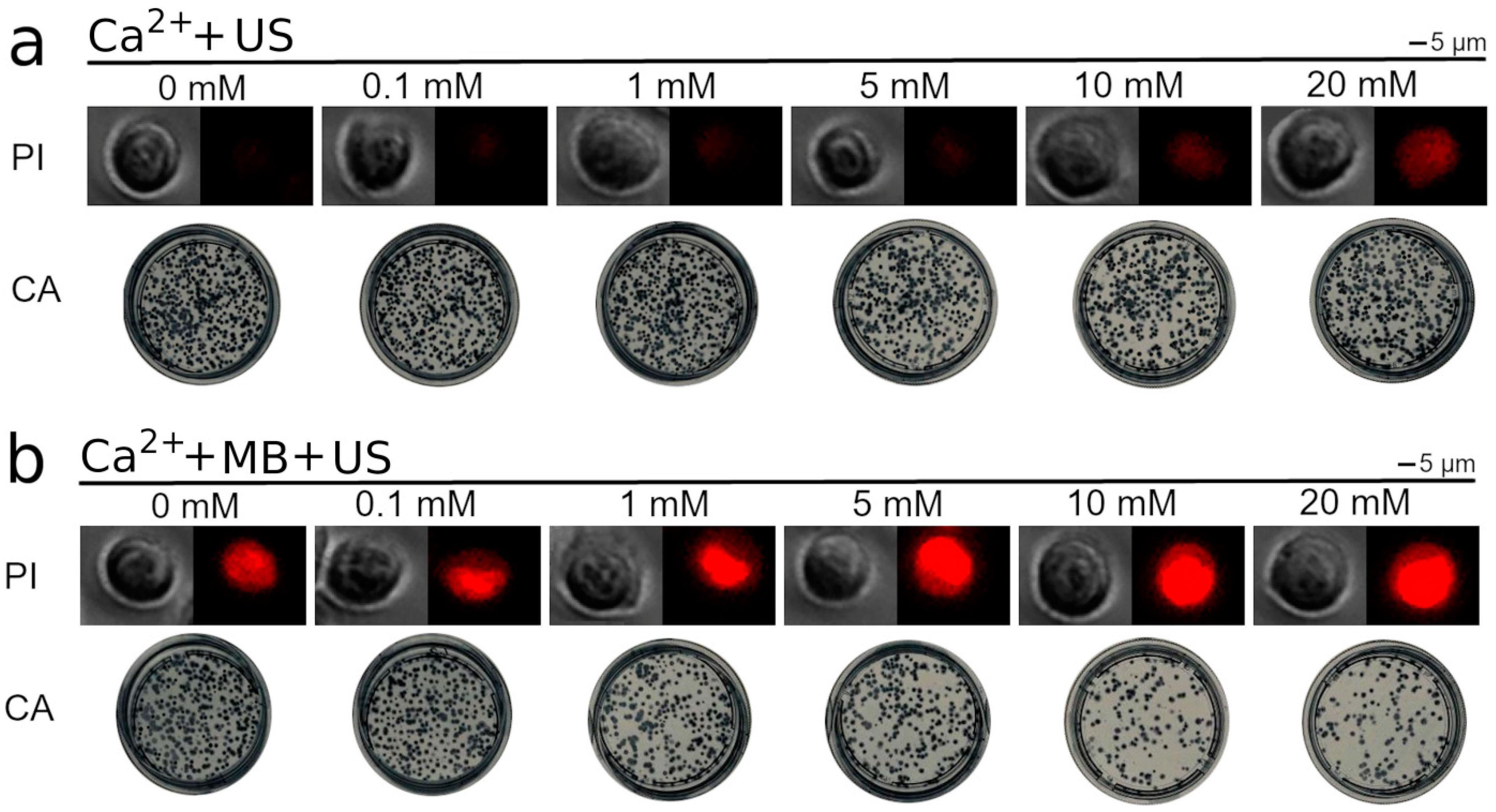 Pharmaceutics 15 01463 g005
