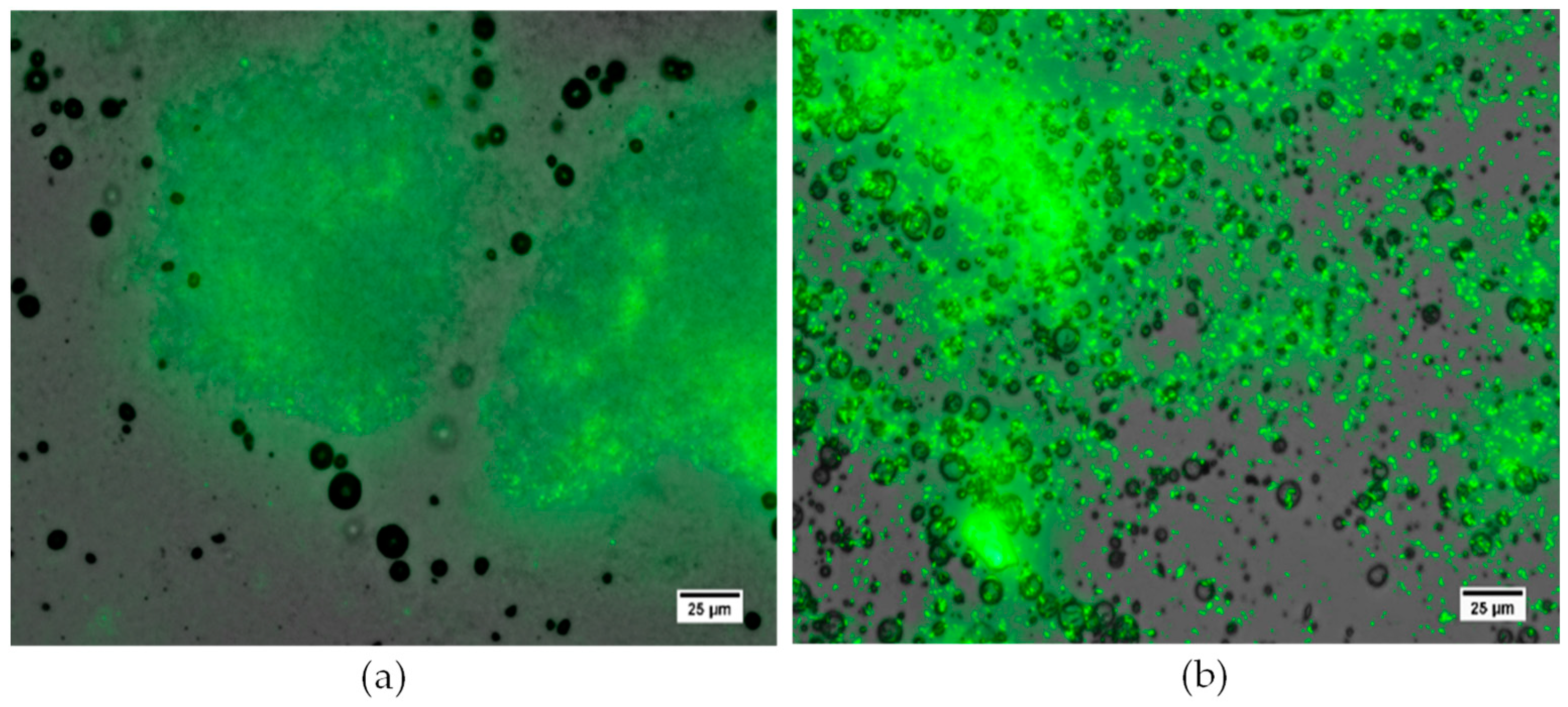 Pharmaceutics 15 01495 g005