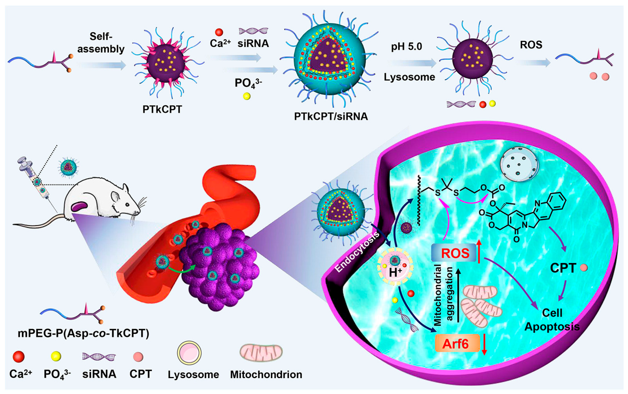 Pharmaceutics 15 01502 g007